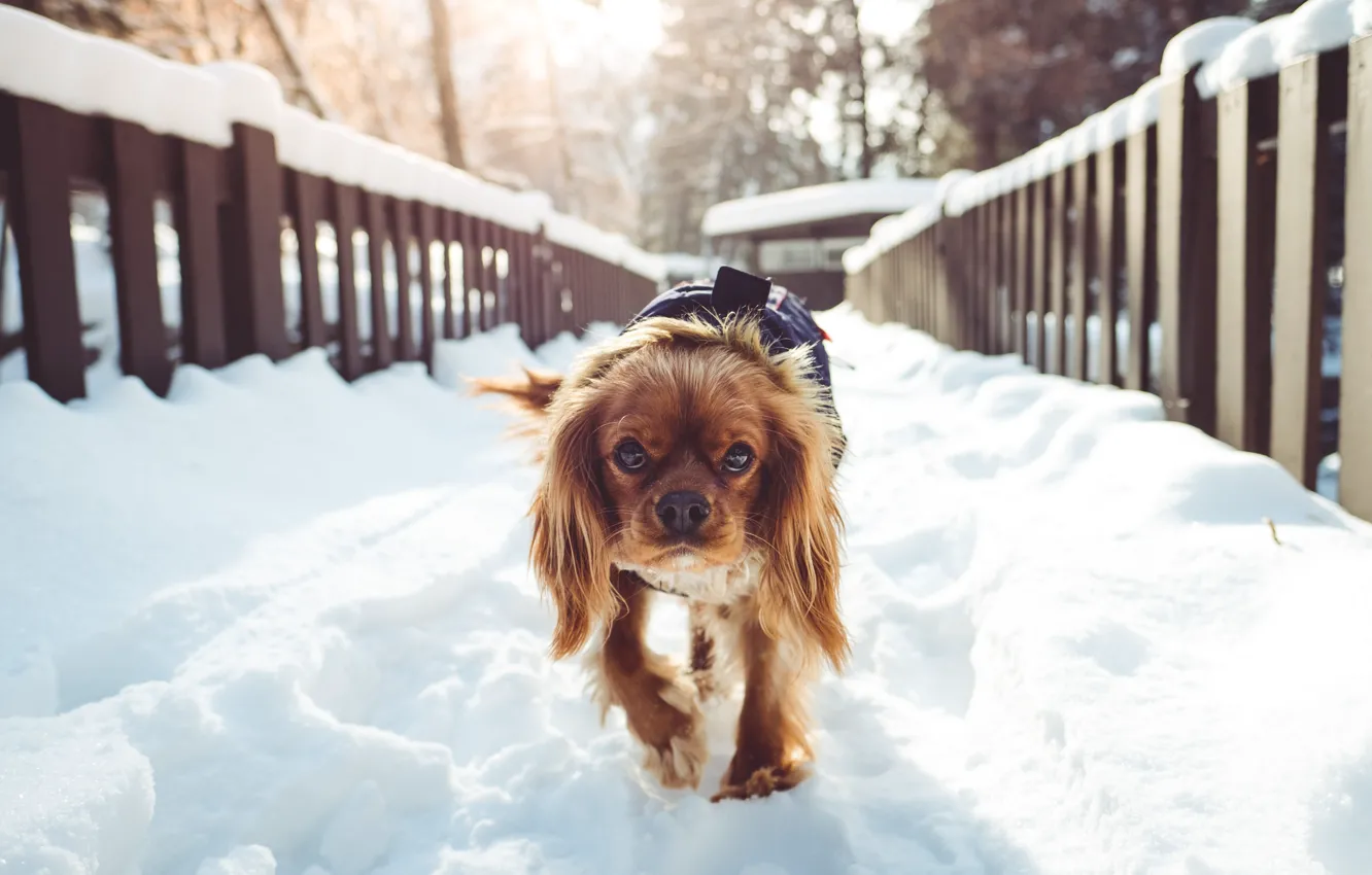 Фото обои зима, снег, мост, собака, утро, bridge, dog, winter
