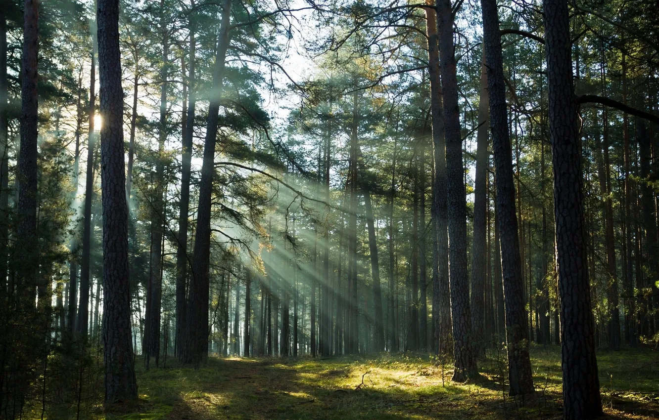 Фото обои light, forest, trees