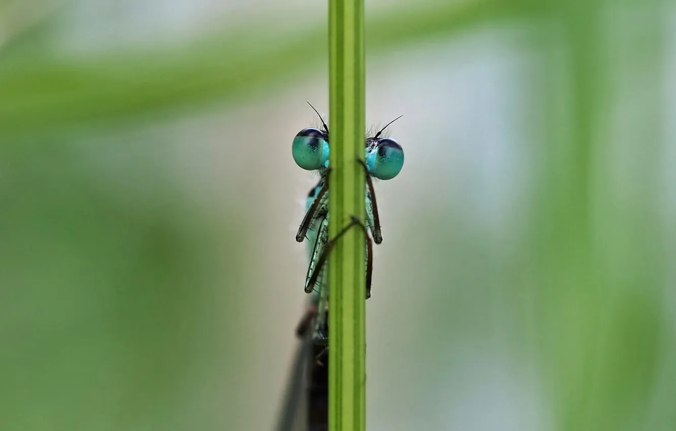 Фото обои глаза, природа, стебель, насекомое
