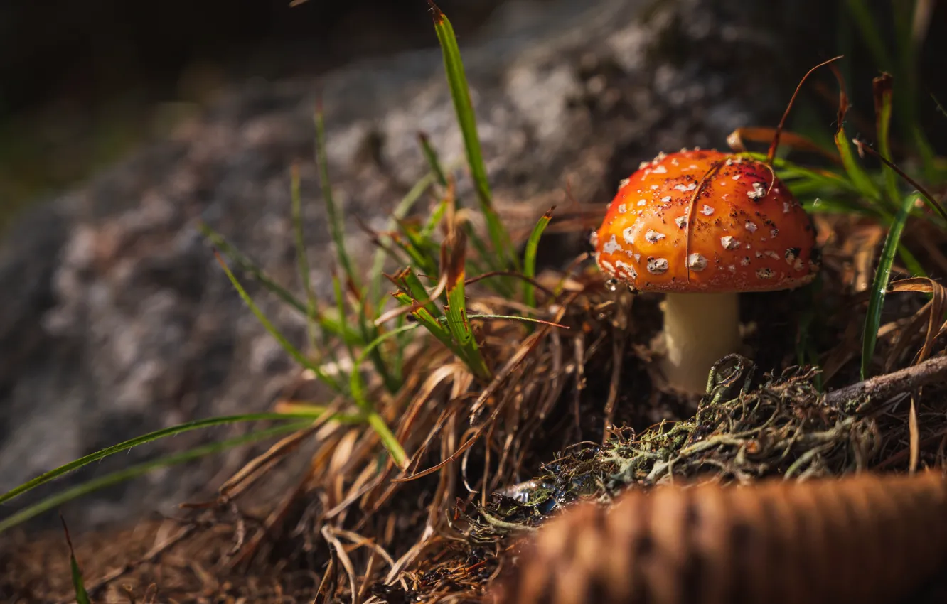 Фото обои лес, трава, оранжевый, темный фон, гриб, мухомор, шишка, боке