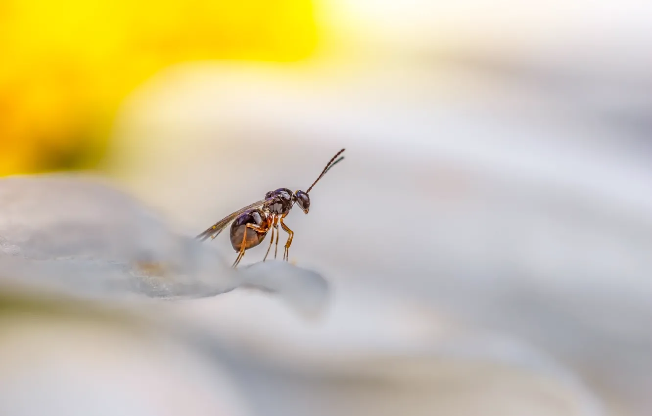 Фото обои flower, insect, watcher