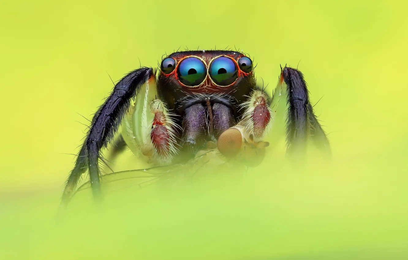 Фото обои глаза, макро, муха, черный, паук, зеленый фон, прыгун, джампер