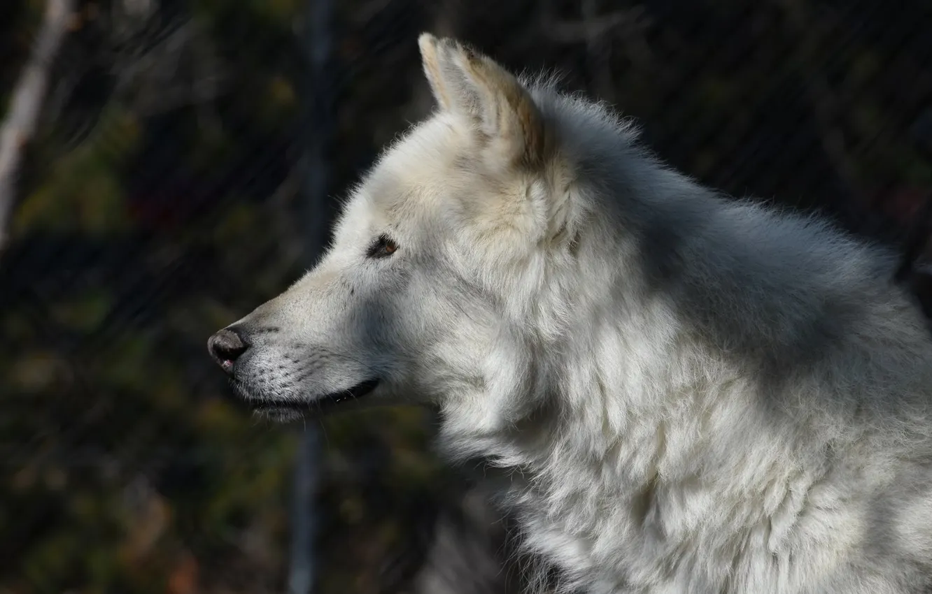 Фото обои nature, predator, animal, wolf, wildlife, portrait, portrait., Canis lupus. face