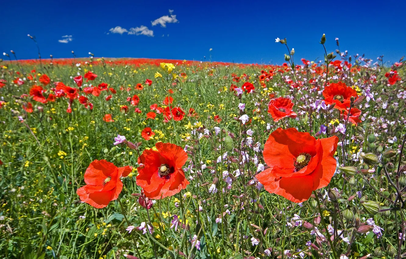 Фото обои поле, небо, трава, цветы, маки, луг