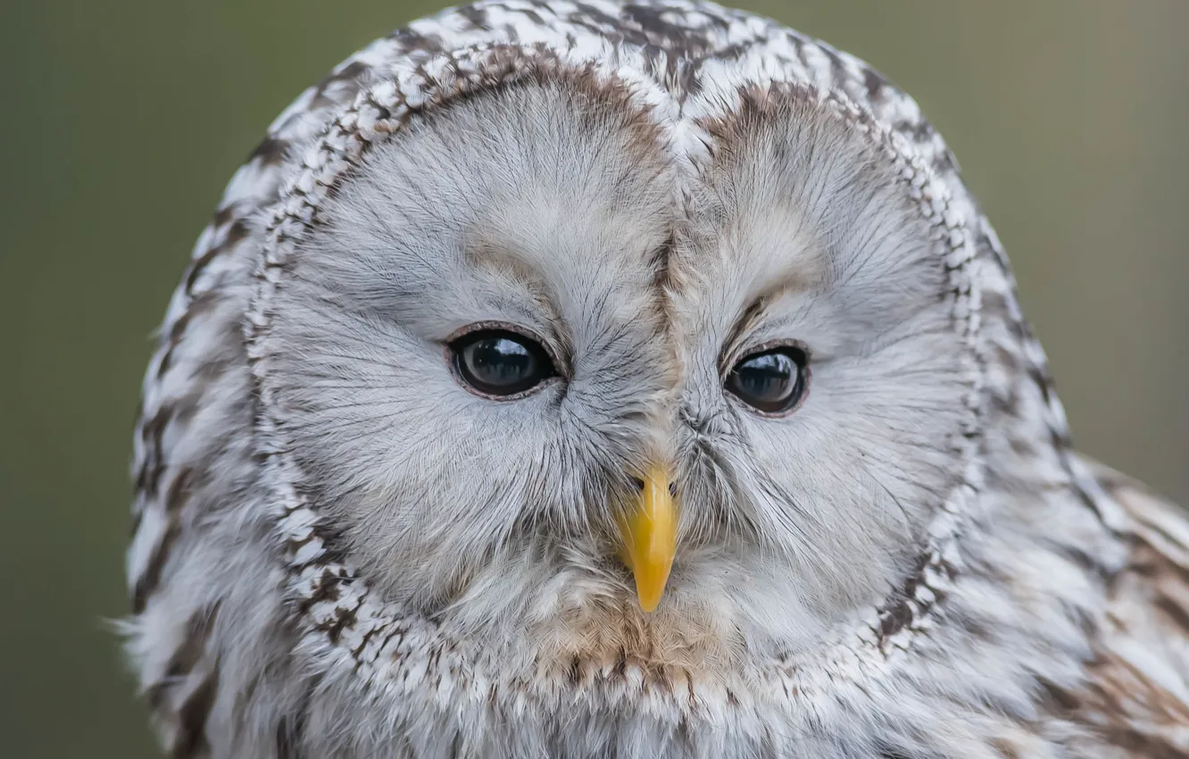 Фото обои сова, птица, портрет