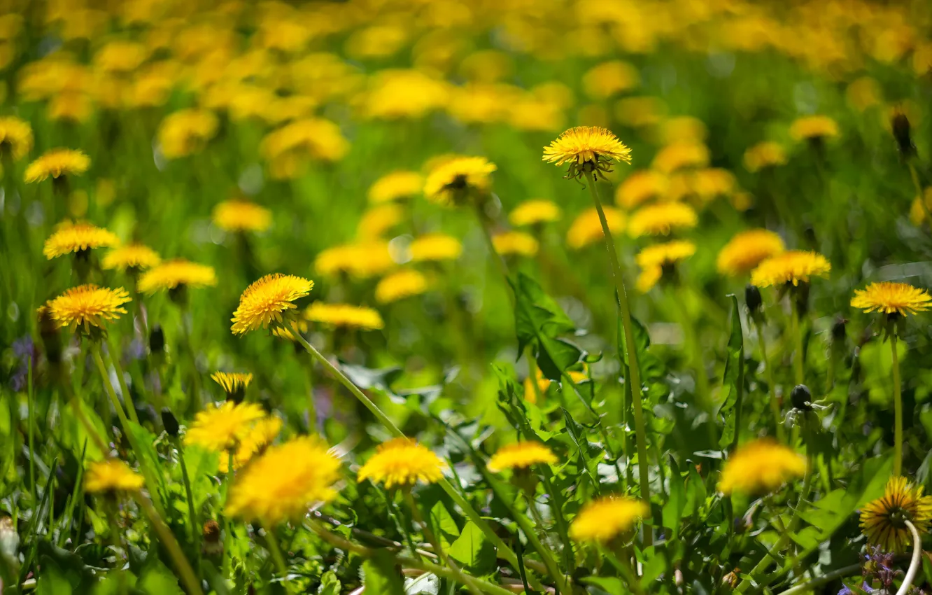 Фото обои зелень, цветы, поляна, весна, желтые, одуванчики, боке