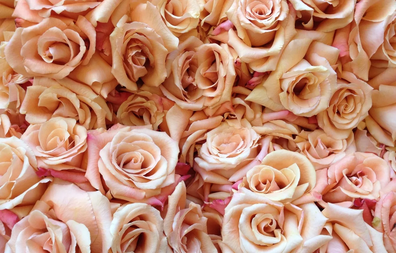 Фото обои цветы, розы, лепестки, бутоны, много, кремовые