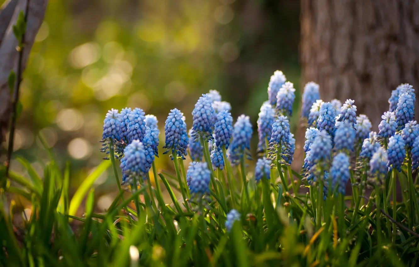 Фото обои цветы, голубые, гиацинты