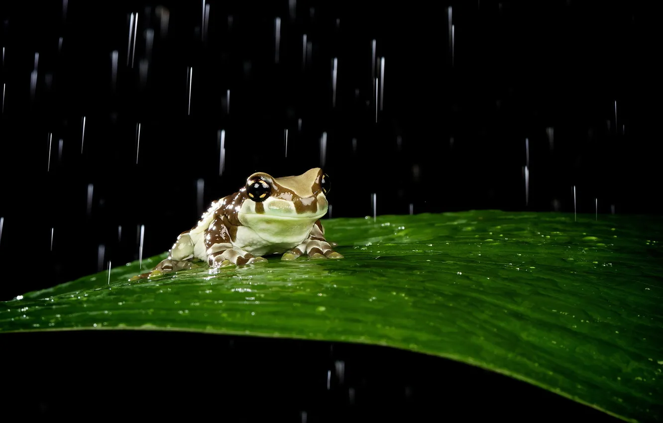 Фото обои лист, дождь, лягушка