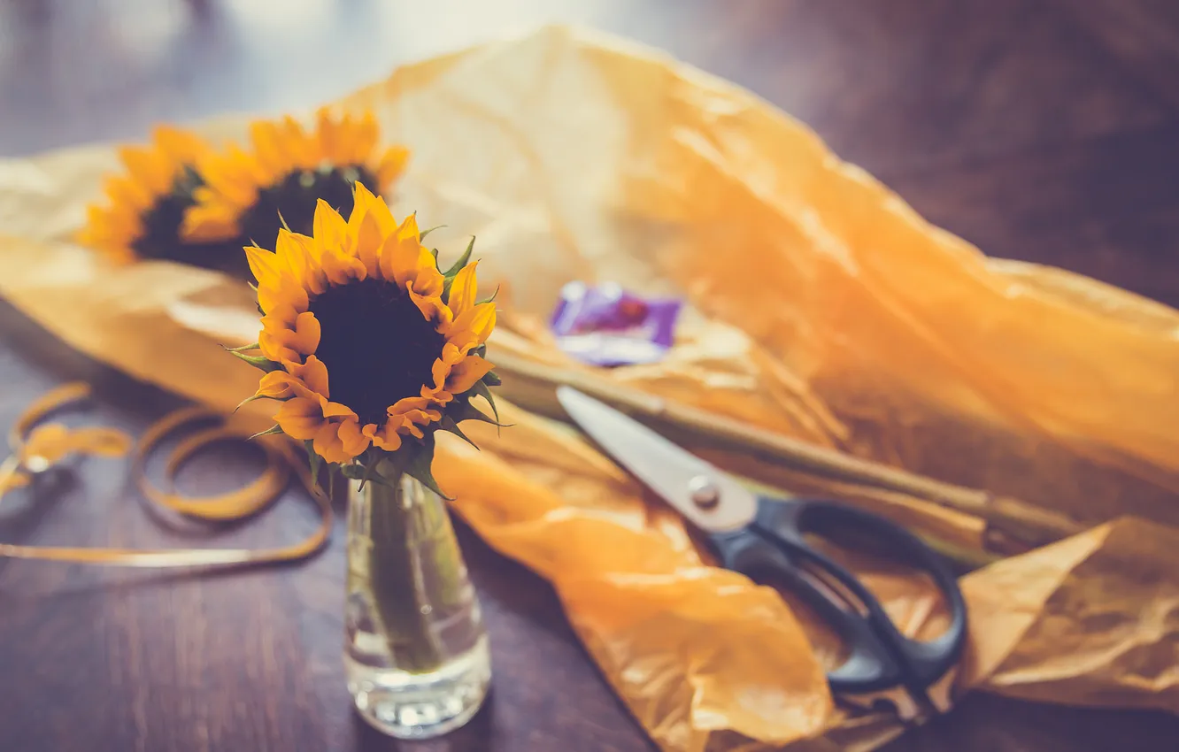 Фото обои цветок, желтый, подсолнух, лепестки, ножницы