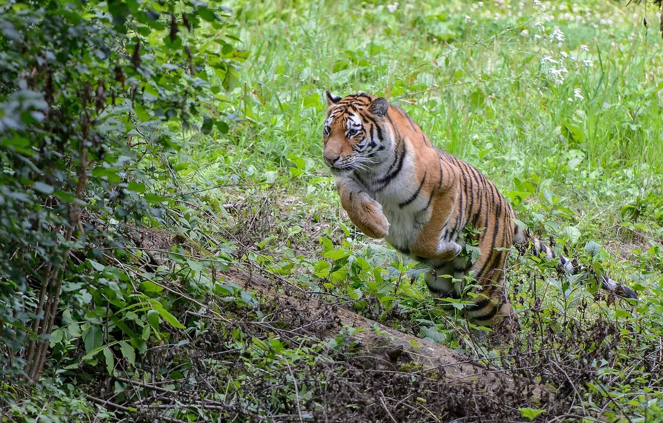 Фото обои тигр, заросли, прыжок, хищник, дикая кошка
