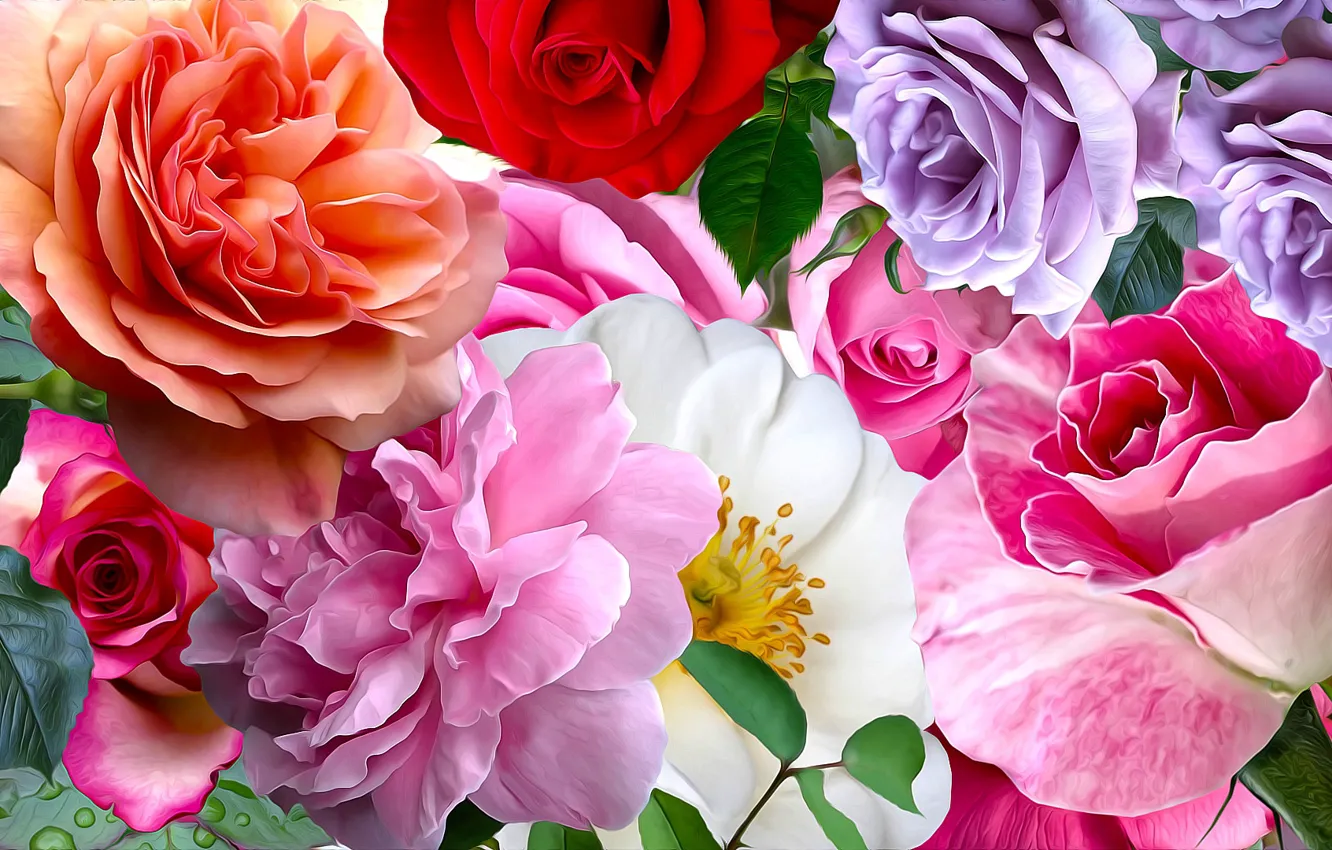 Фото обои kwiaty, róże, kolorowe