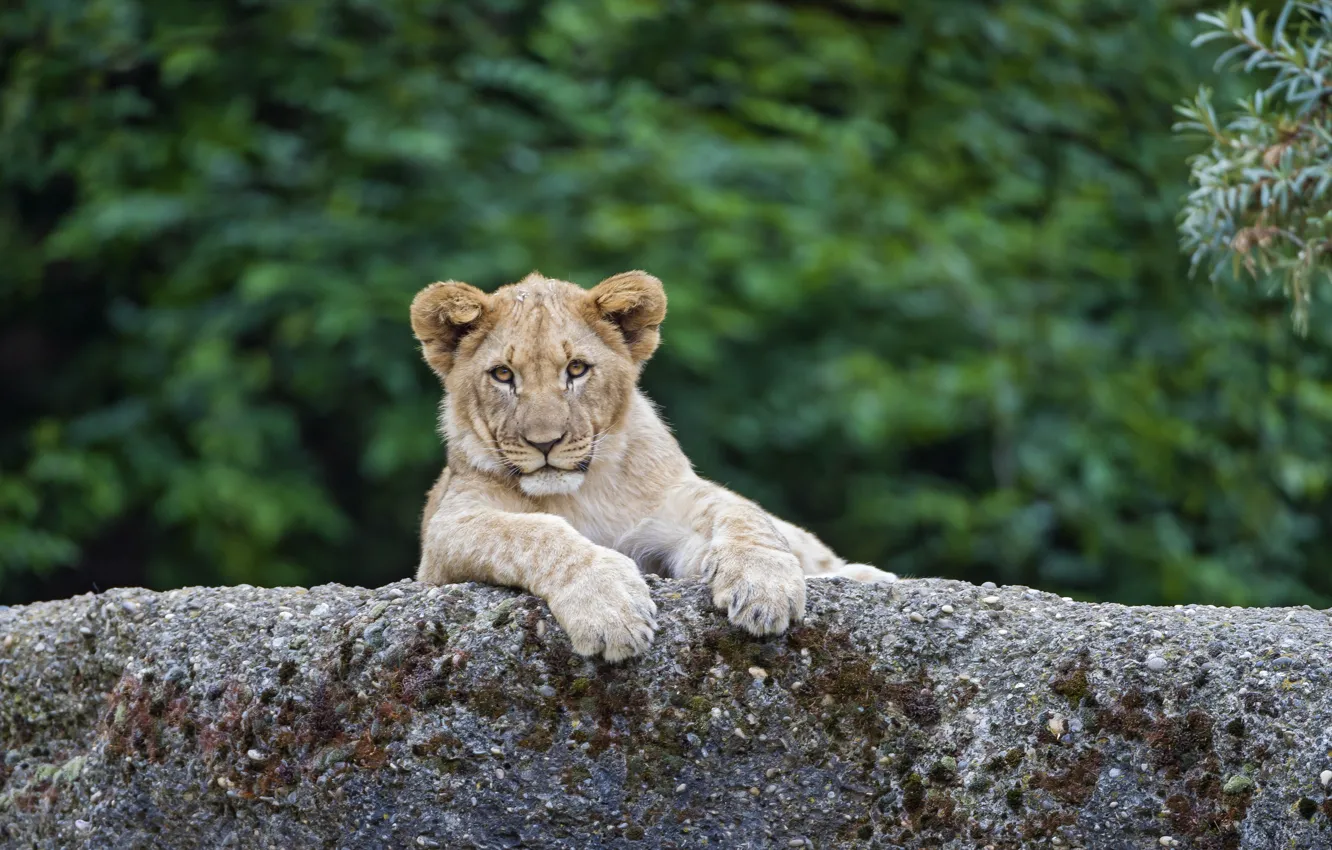 Фото обои кошка, камень, лев, детёныш, котёнок, львёнок, ©Tambako The Jaguar
