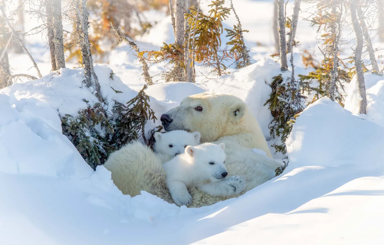 Фото обои зима, белая, медвежата, медведица
