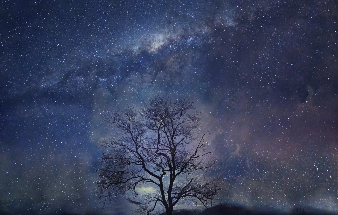 Фото обои ночь, дерево, звёзды