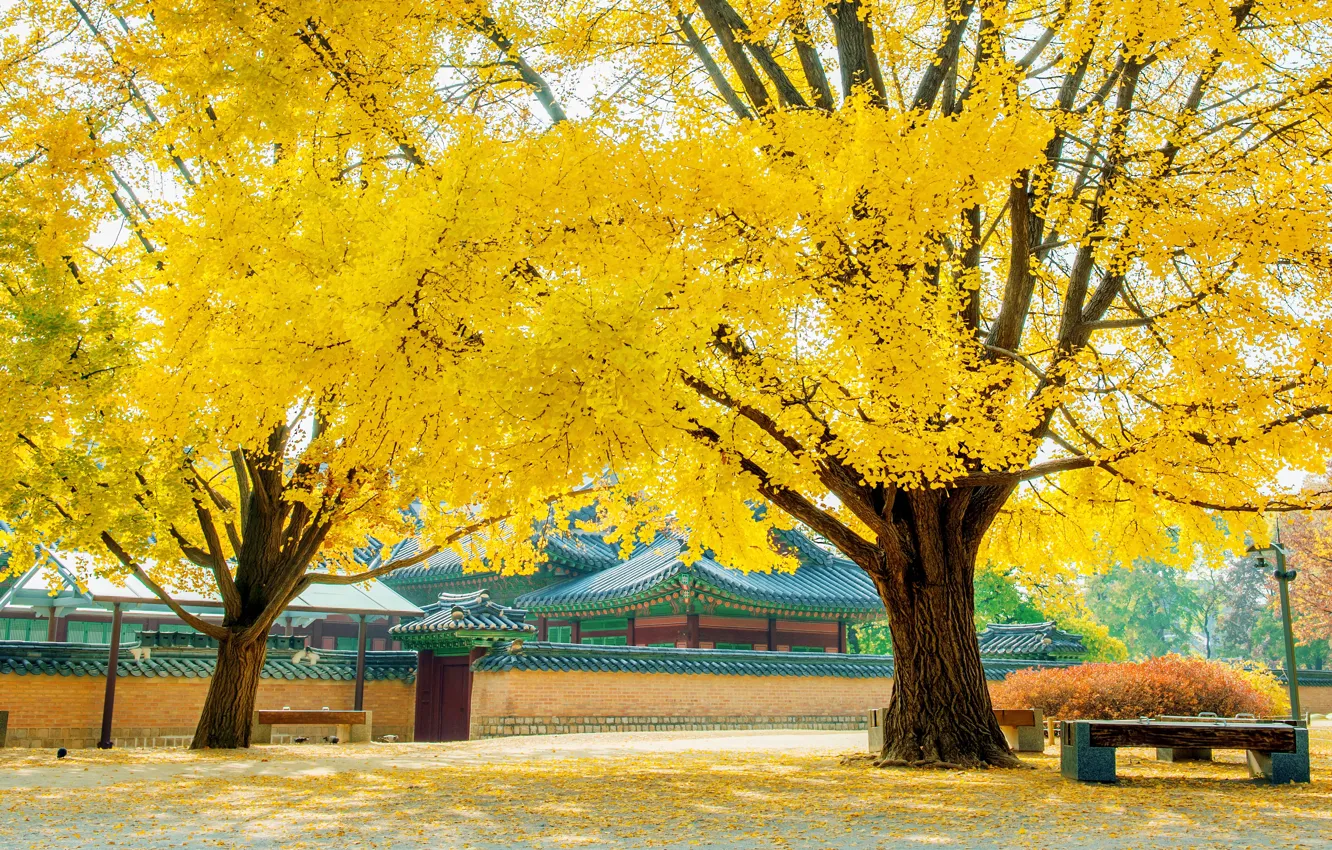 Фото обои осень, листья, деревья, парк, yellow, park, autumn, leaves