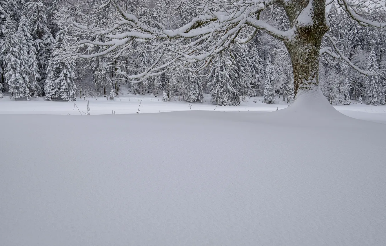 Фото обои зима, лес, снег, деревья, Швейцария, сугробы, Switzerland, Swiss Jura