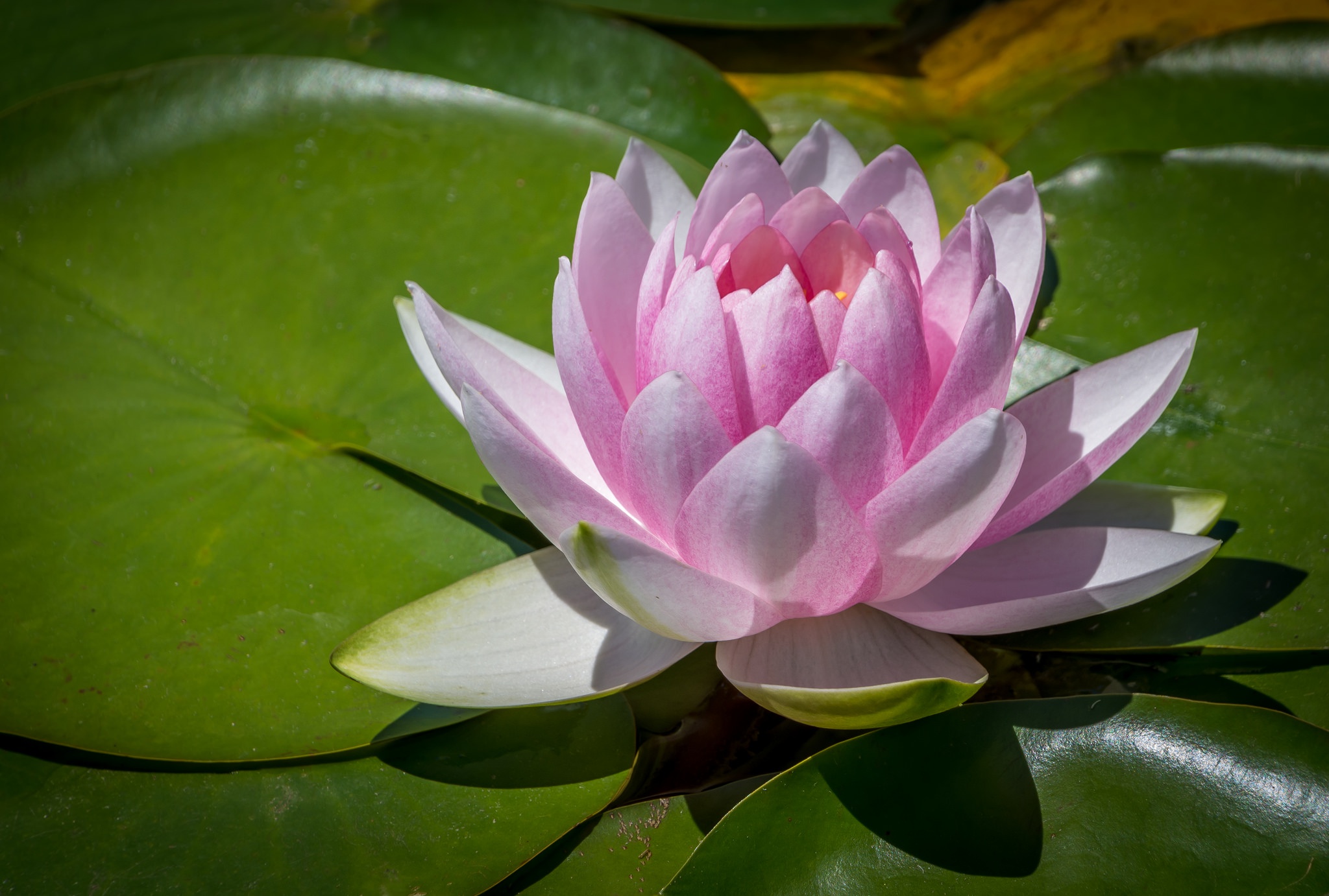 Водное растение кувшинковых. Водяная Лилия/Nymphaea. Лотос кувшинка водяная Лилия. Кувшинка Лилия Лотос. Нимфея розовая.