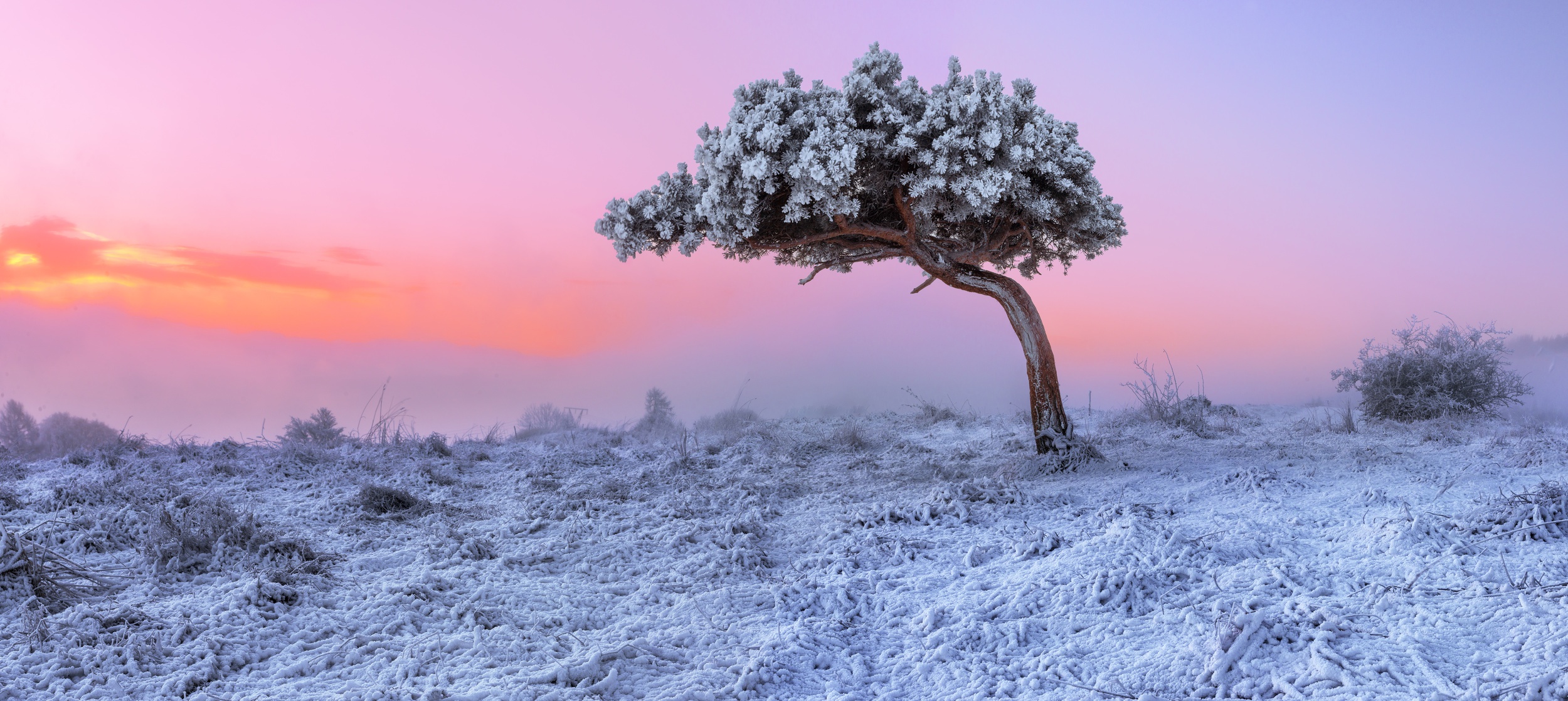 Идешь зимой по полю тишина. Деревья в снегу. Одинокое дерево в снегу. Заснеженные деревья. Иней на деревьях.