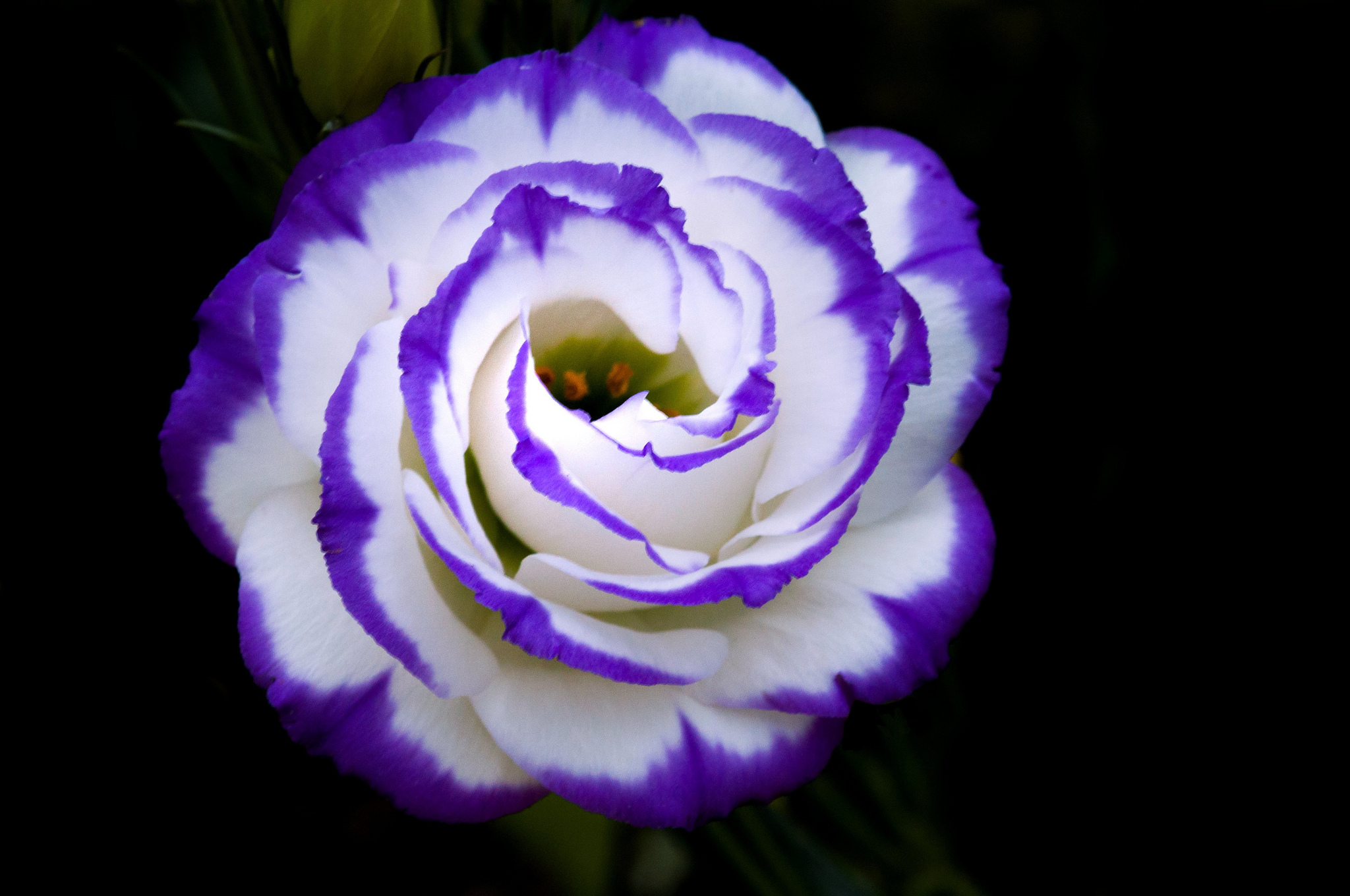 Белые розы фиолетовый. Эустома Arena Purple Picotee. Эустома махровая Рози синяя. Эустома и синие розы.