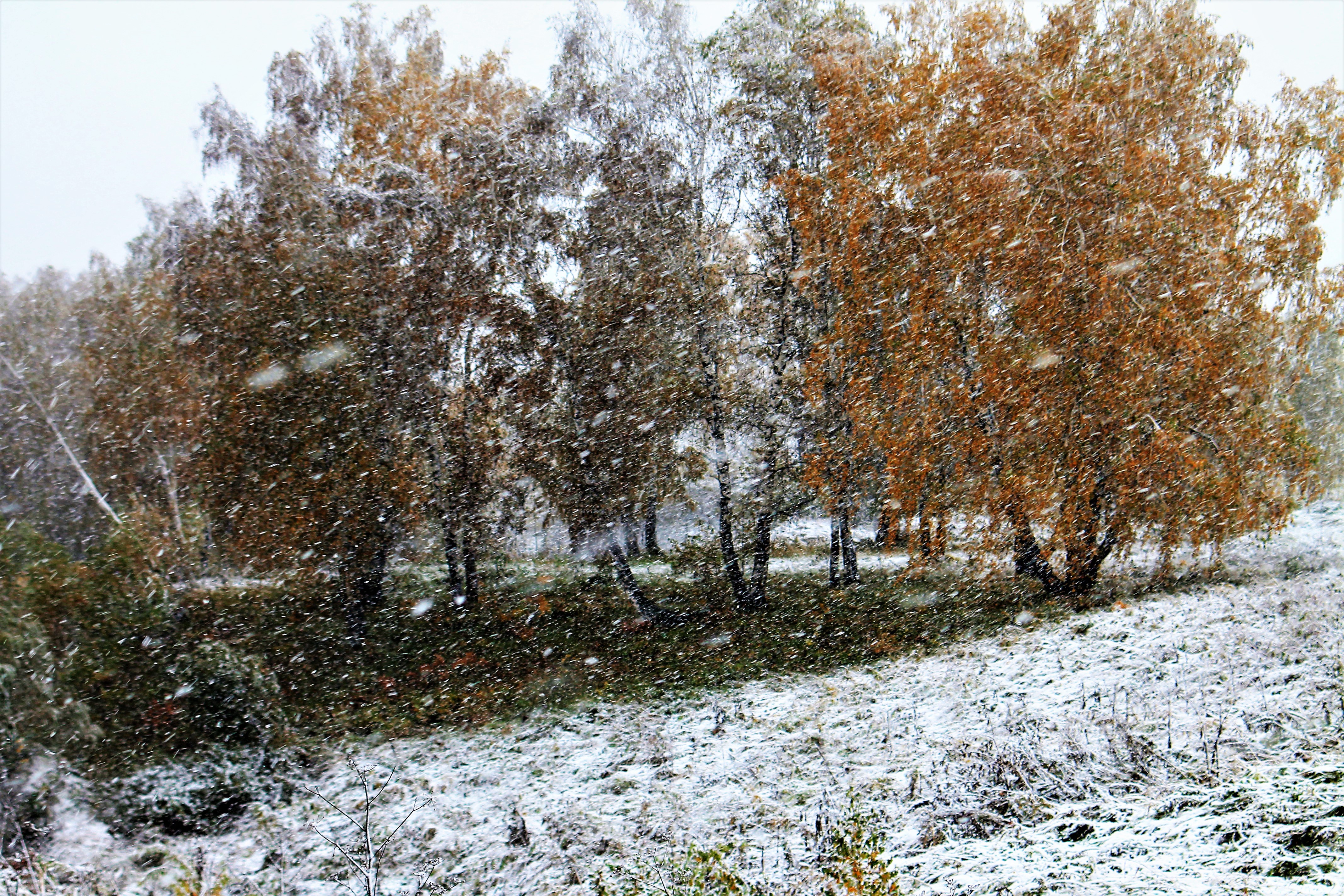Ноябре выпадет снег. Поздняя осень. Первый снег осенью. Ноябрь в селе. Слабый снег осенью.