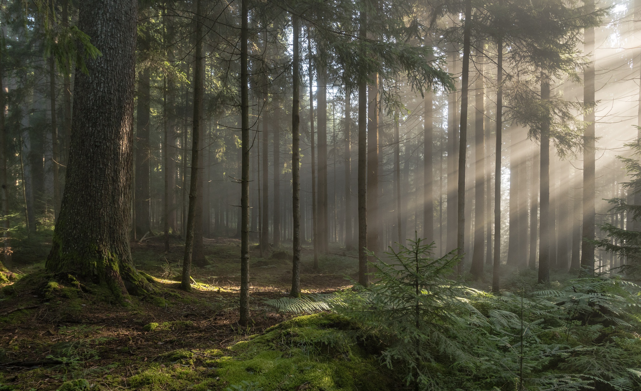 The blacks in the forest. The blacks in the forest. Шварцвальд темный лес. Шварцвальд (the black forest). The blacks in the forest.