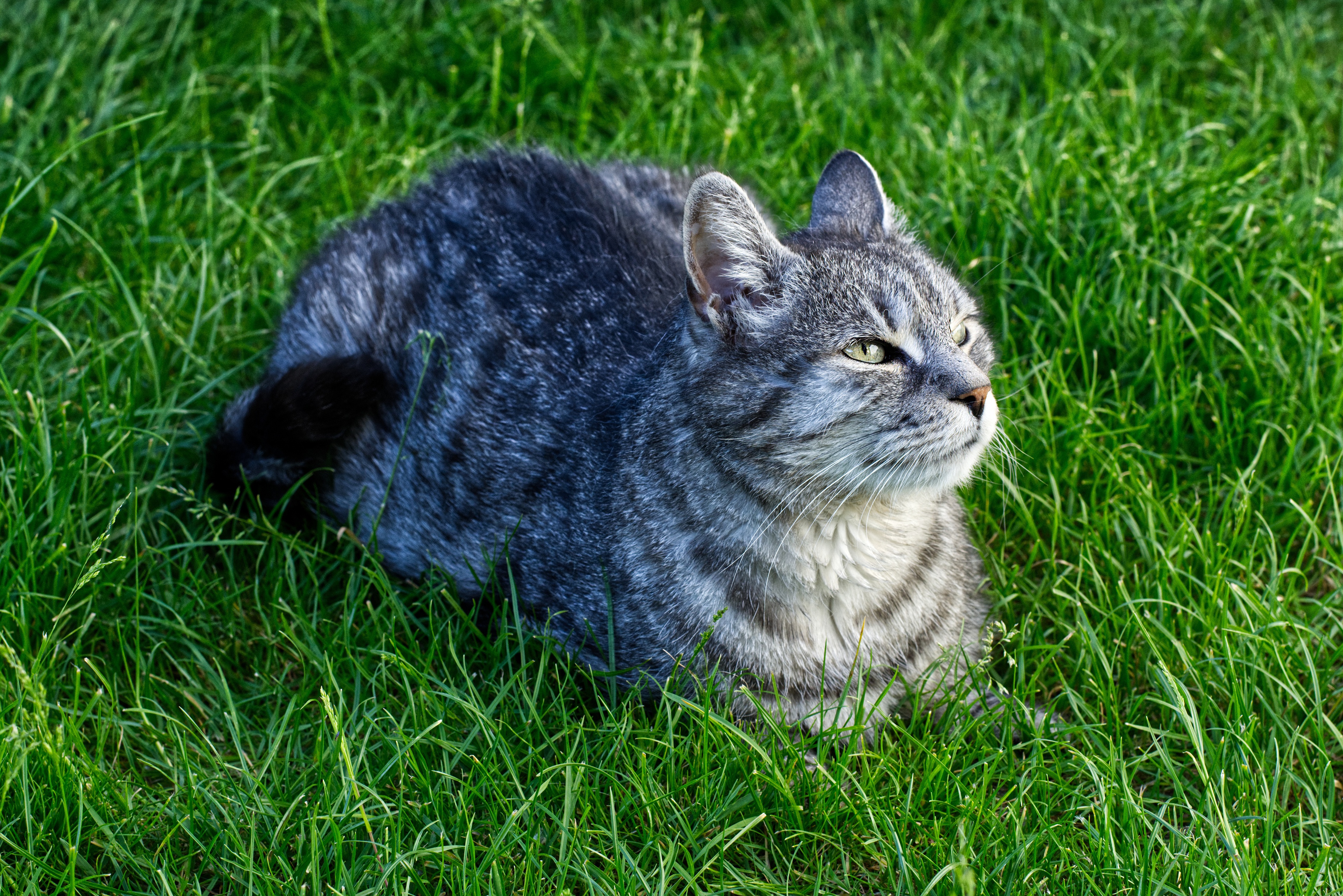 Зеленый Котик Фото