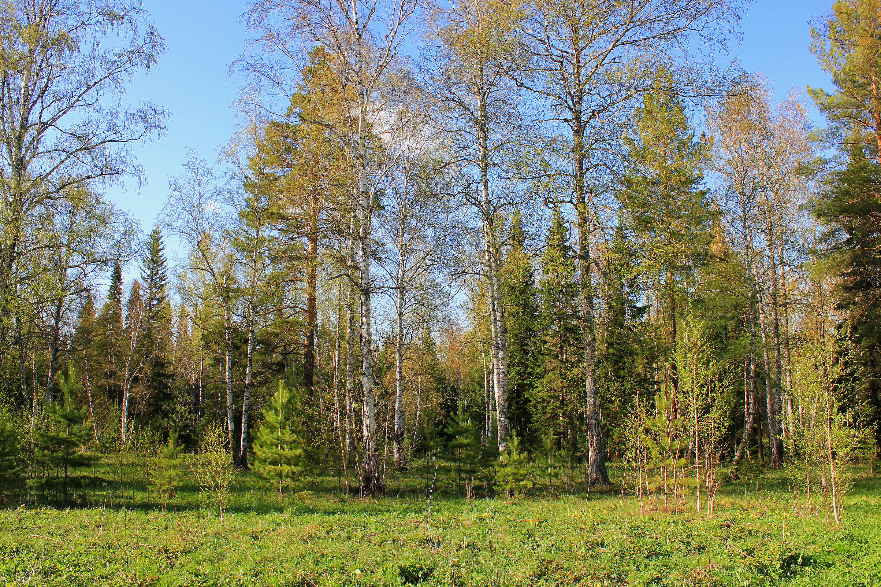 Лесной это. Смешанный Уральский лес опушка. Лиственный лес средней полосы России. Березово Сосновый лес. Сосново Лиственный лес.