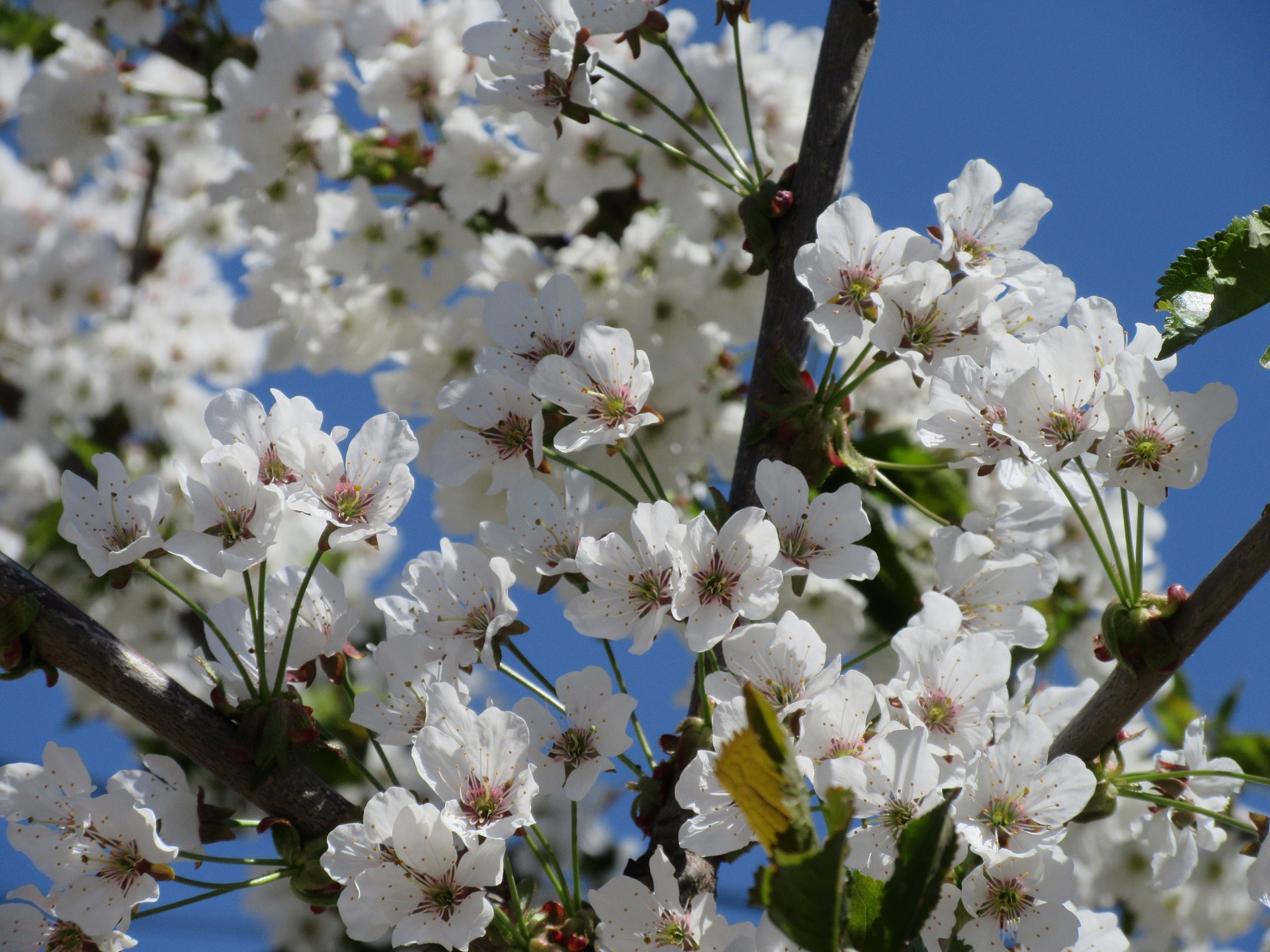 Особенно в апреле. Цветущие деревья в апреле. Апрель. Цветы цветущие в апреле.