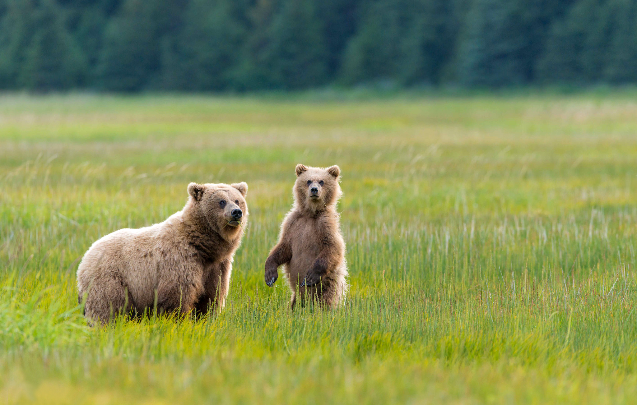 Five bears. Медведь в природе. Медвежонок. Медведь в поле. Медведь с медвежонком.