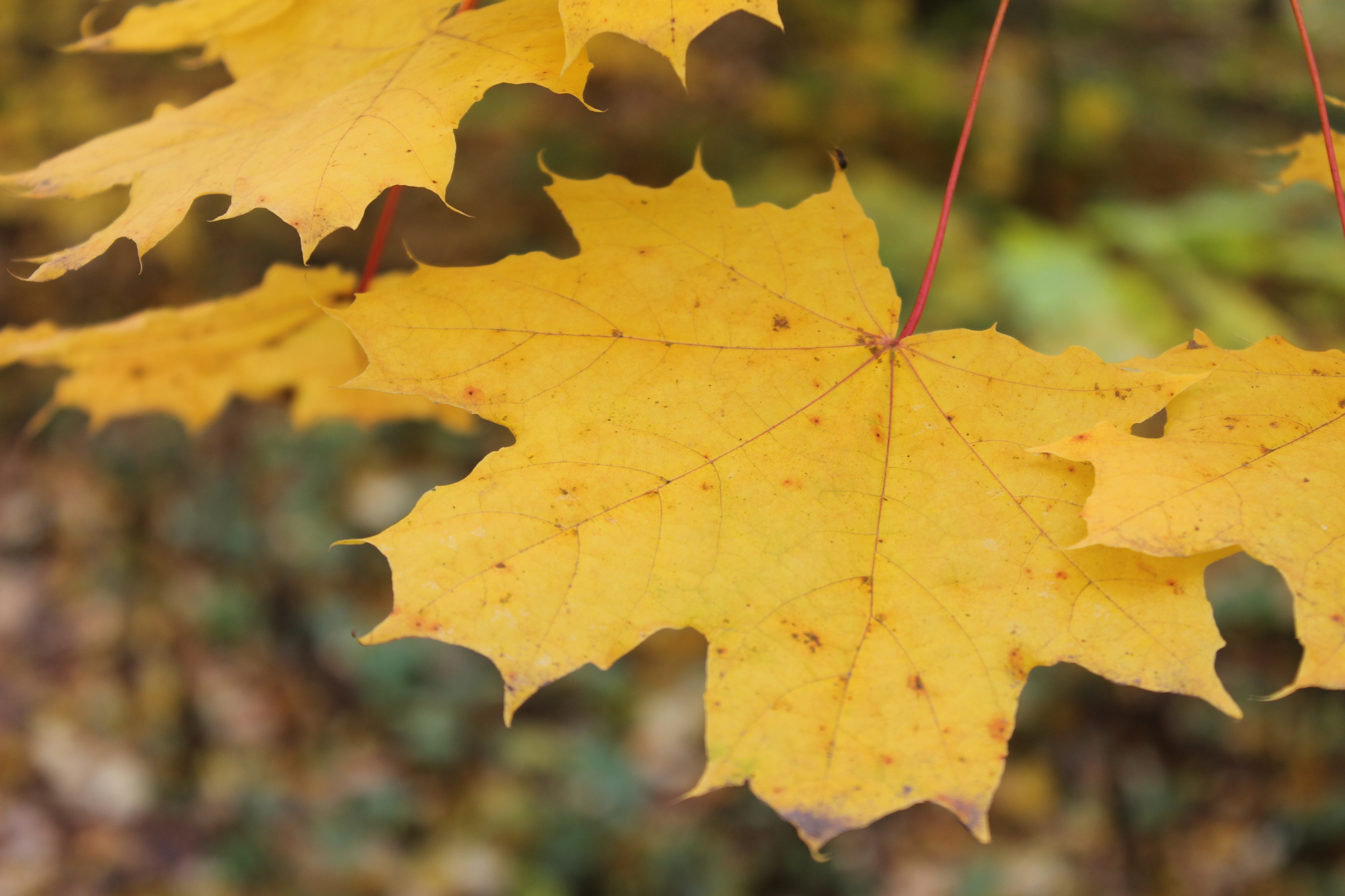 Листья клена желтые и красные. Клён жёлтый. Лист клена. Желтый лист. Листья осенних платанов.