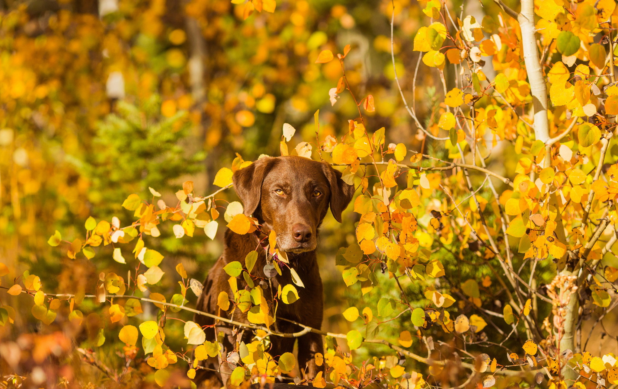 Leaf dog