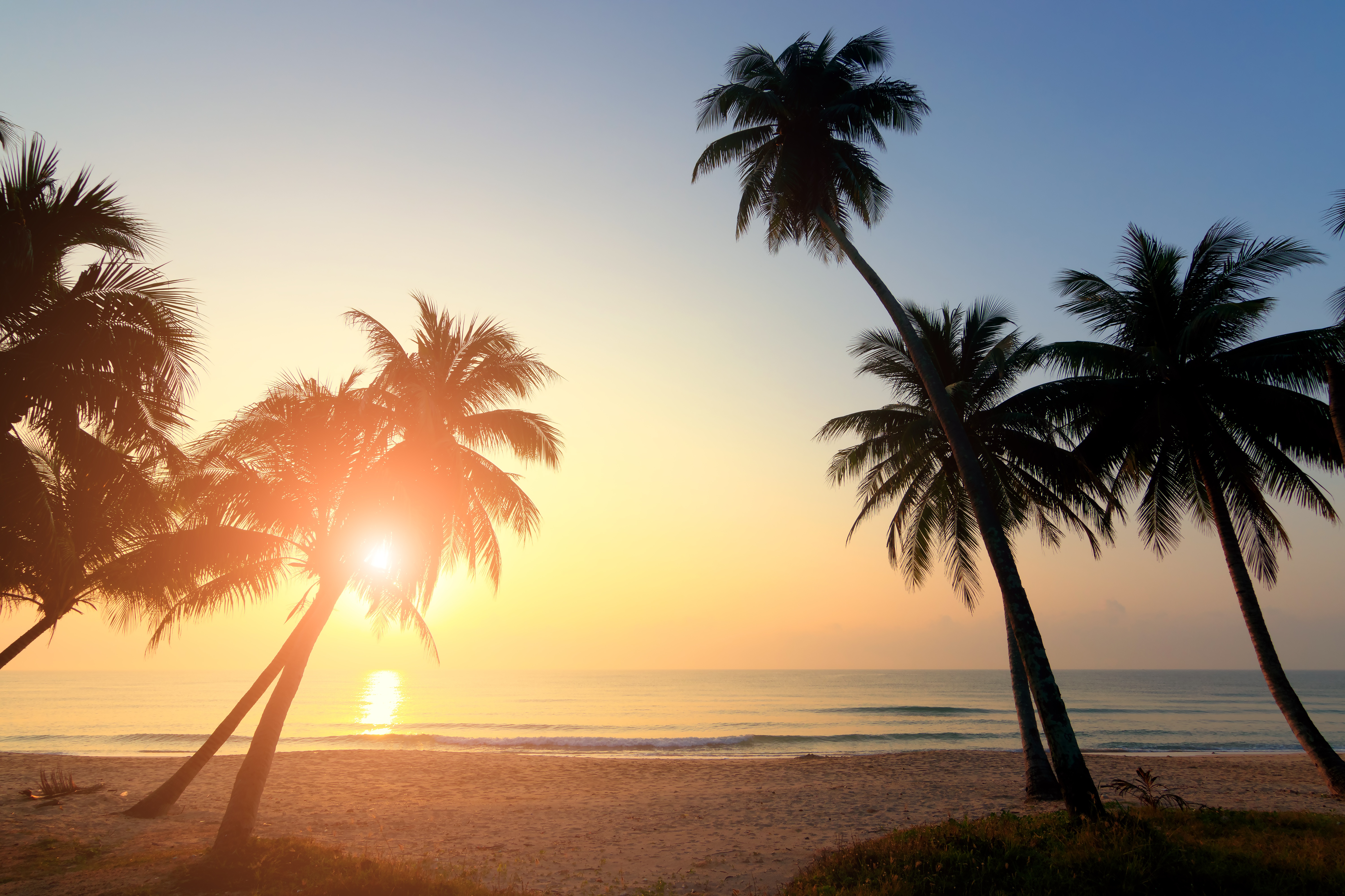 Ocean palms. Тропикал Палмс Гоа. Пальмы солнце. Пальмы на закате. Пляж закат.