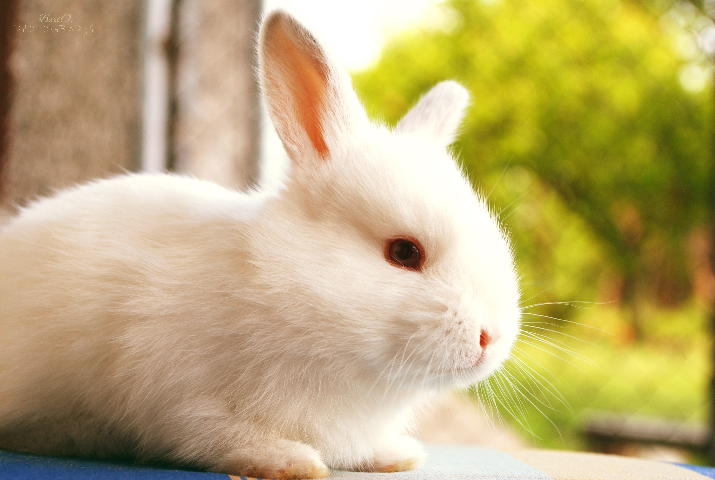 Bunny Photoshoot