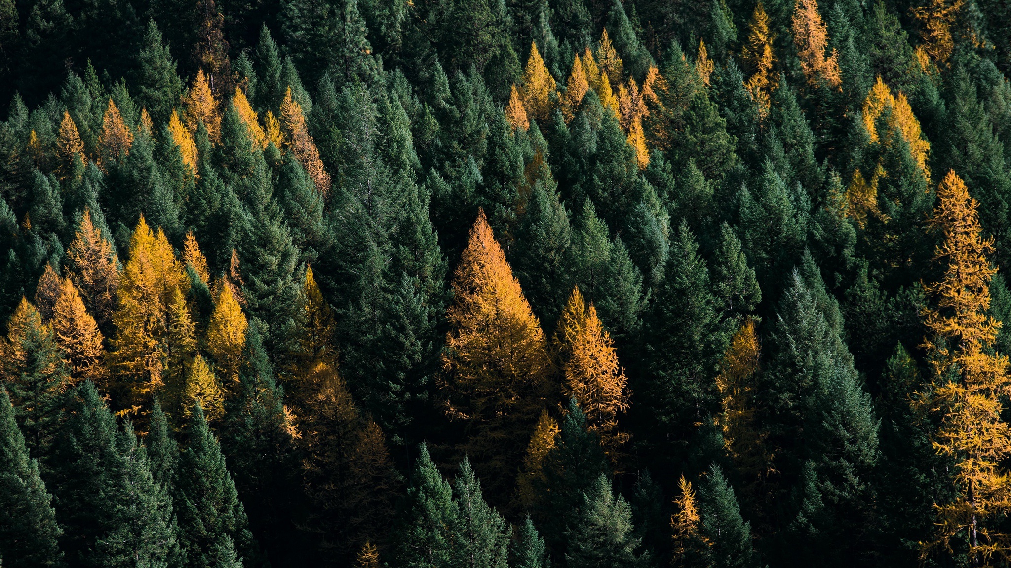 Forest tail. Загущенный хвойный лес. Североамериканский хвойный лес. Лес вид сверху. Тайга (хвойные леса).