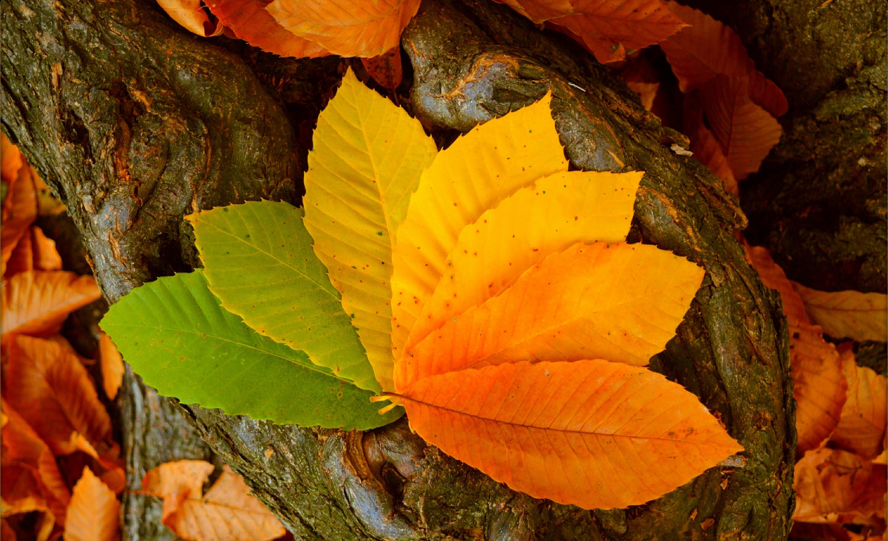 живые листья картинки