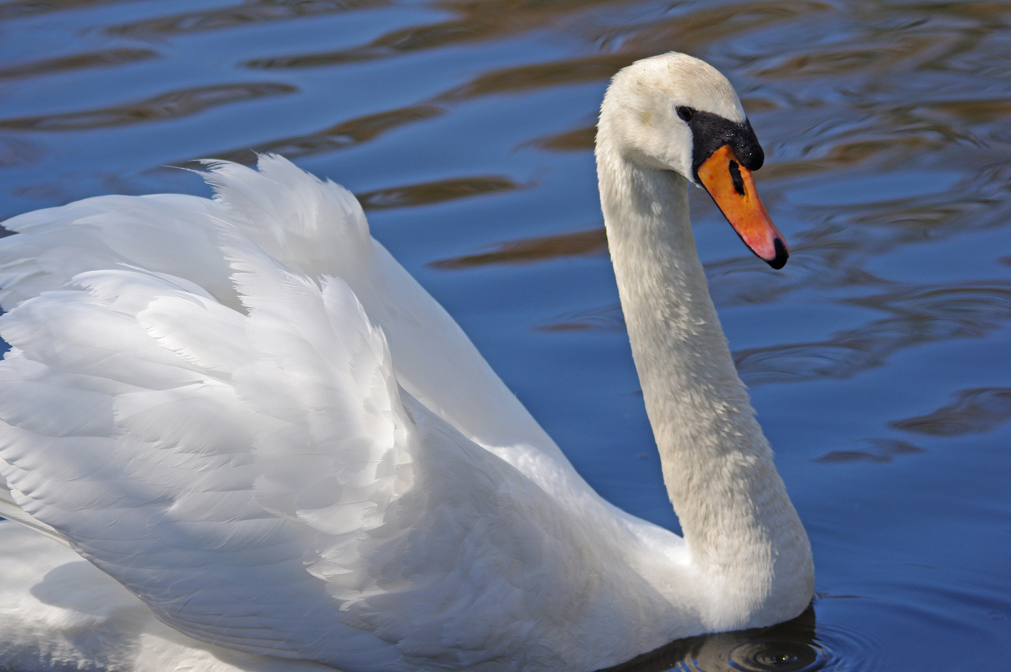 White swan. Лебеди (птицы). Белый лебедь. Белый лебедь фото. Белая Лебедушка.