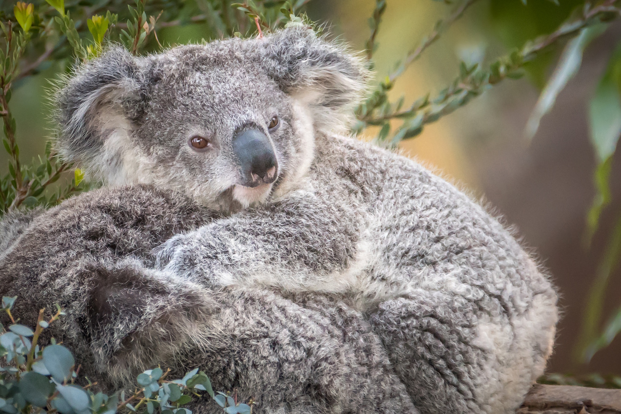 Как называется коала. Коала. Коала в Австралии. Мех коалы. Мишка коала.
