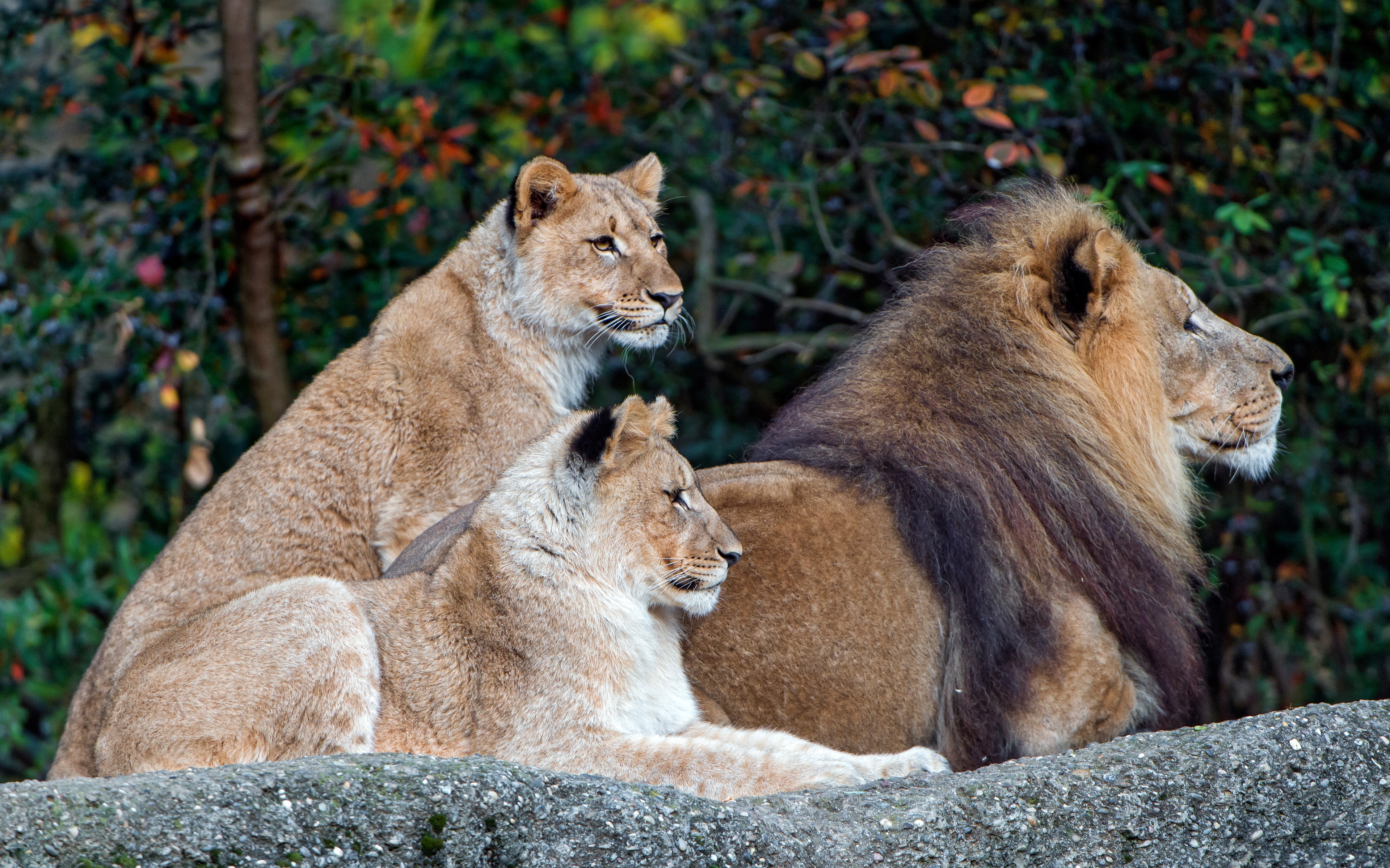 Leon family. Львиный Прайд. Лев львица и Львенок. Лев и львицы Прайд. Семья Львов.