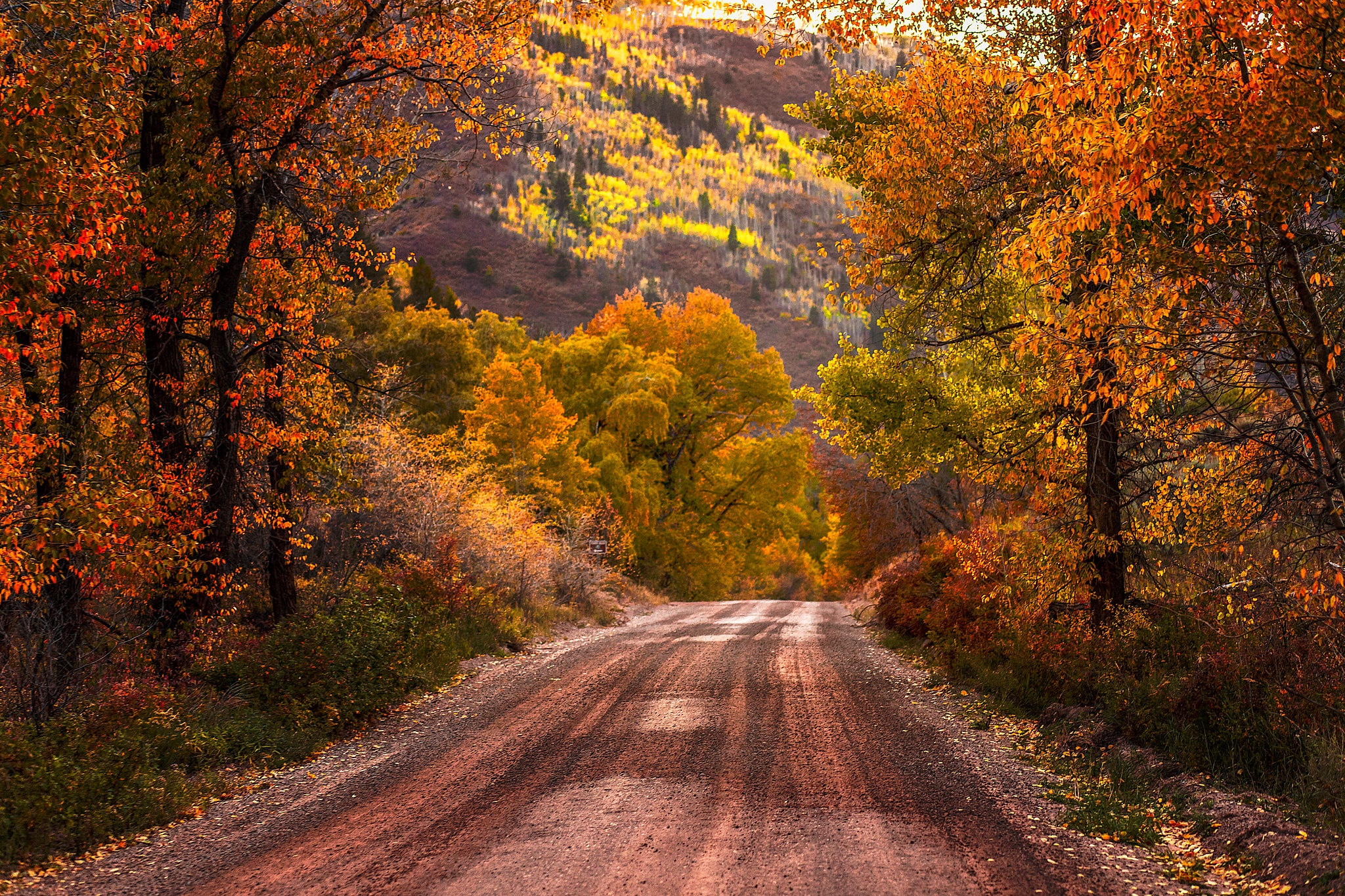 When autumn. Дорога в осень. Осенний лес с дорогой. Осень лес дорога. Дорога через осенний лес.