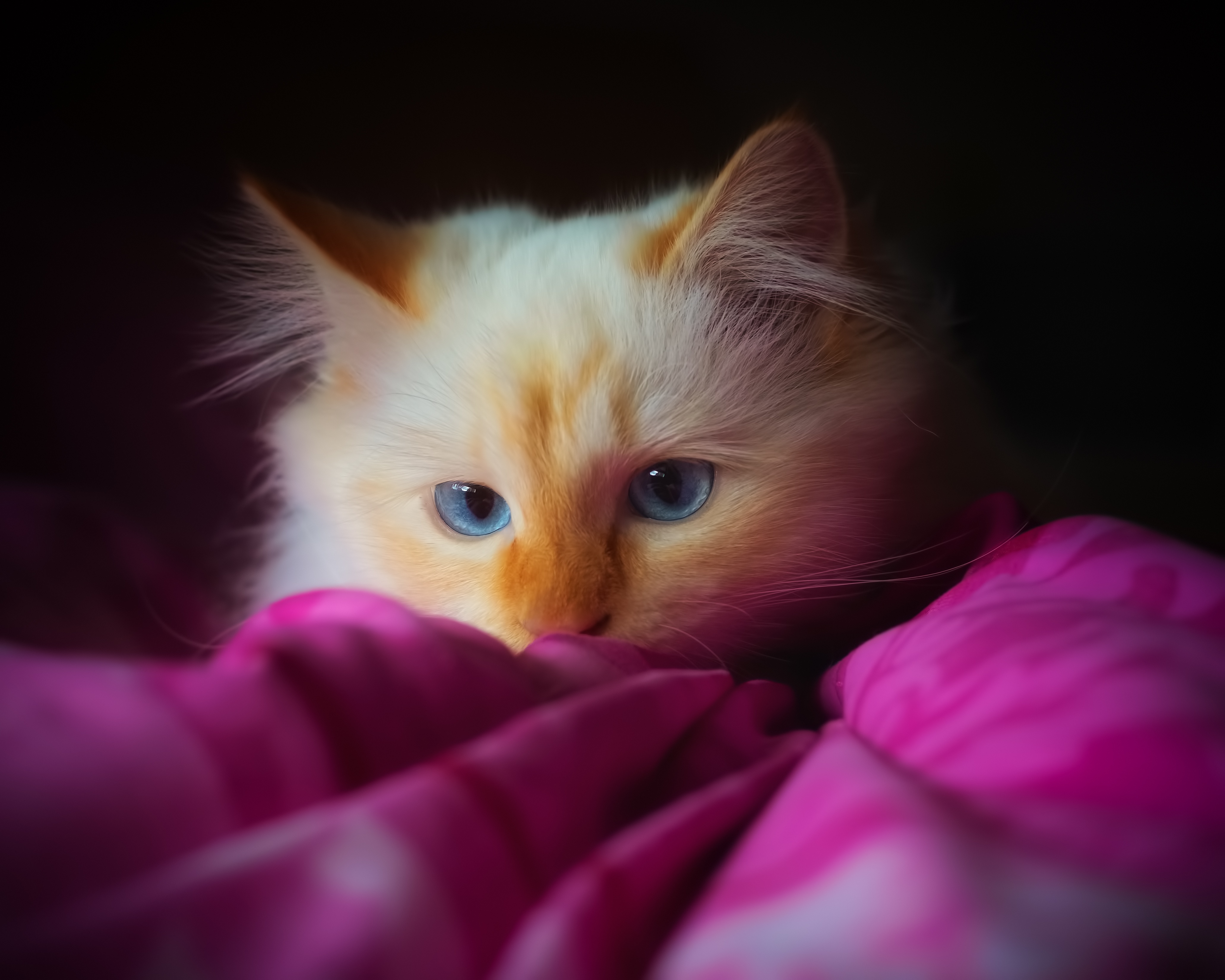 Включи про розового. Милые котики. Миленькие котята. Розовая кошка. Котенок с голубыми глазами.