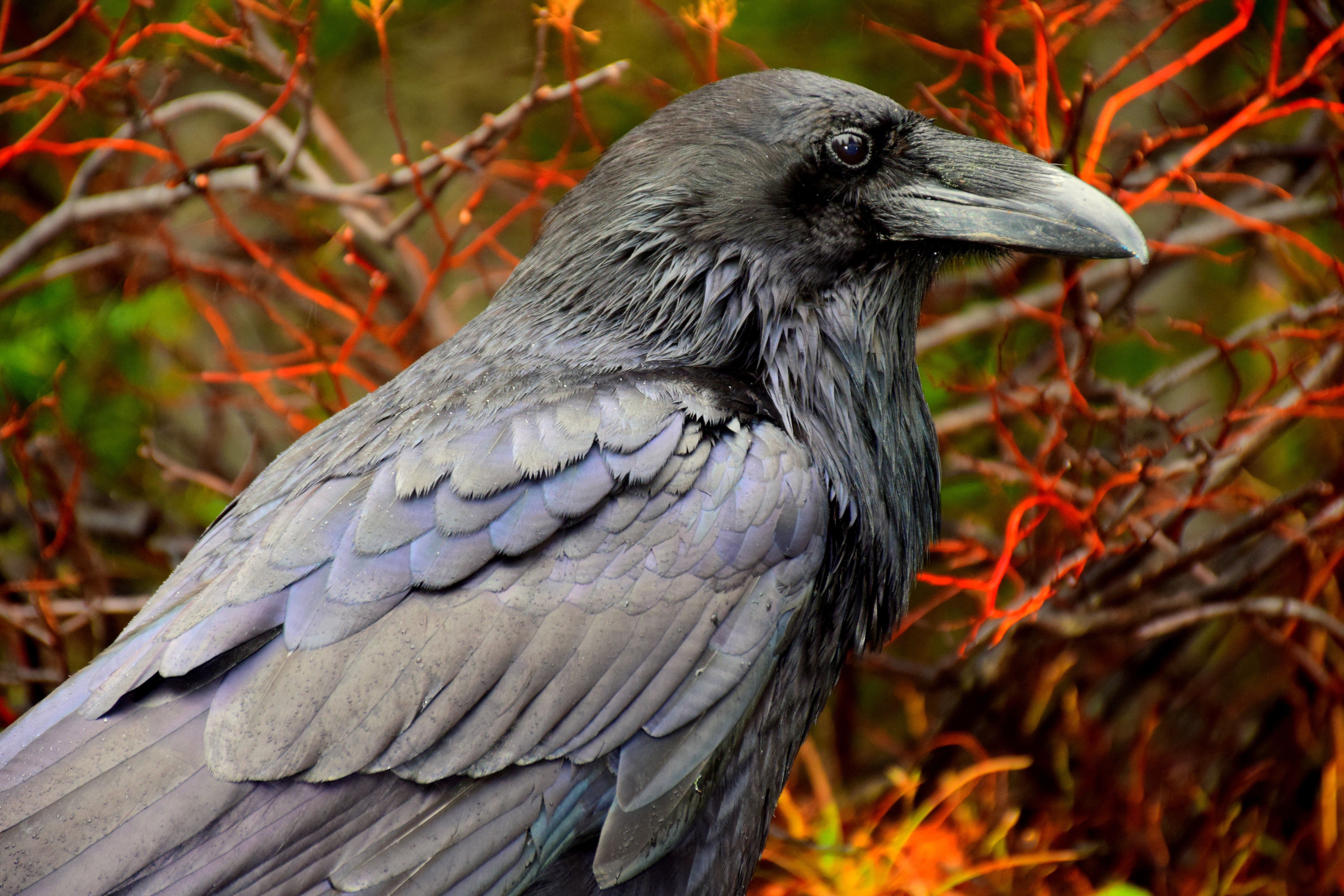 Умная ли птица ворон. Ворона птица. Птицы семейства Corvidae. Вещий ворон. Самая черная птица в природе.