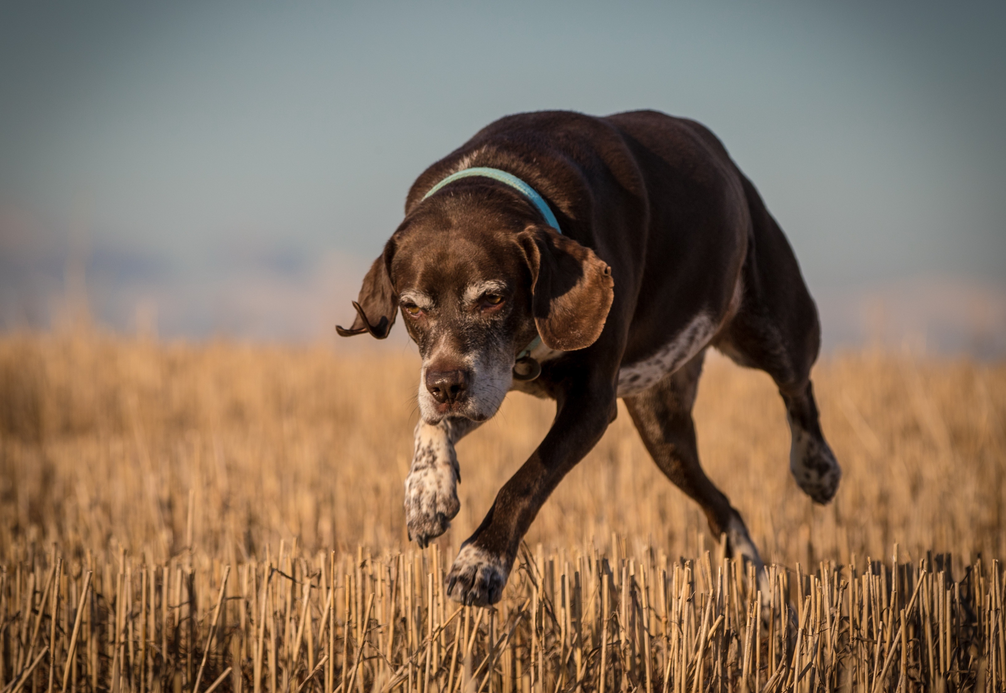 Each dog. Собака бежит обои. Dog Running towards. Фото бегущих собак высокой четкости.