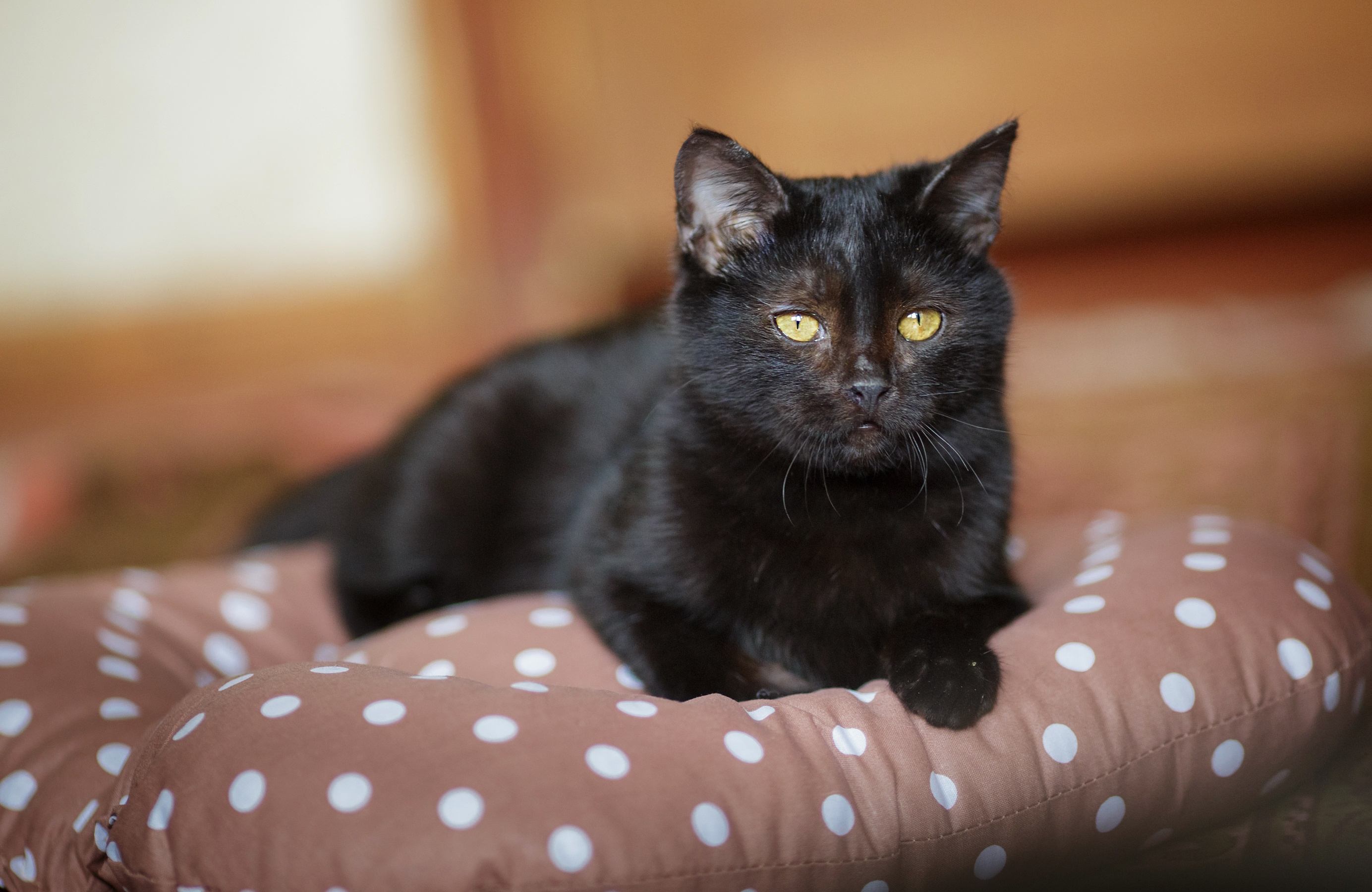 Черный котенок москва