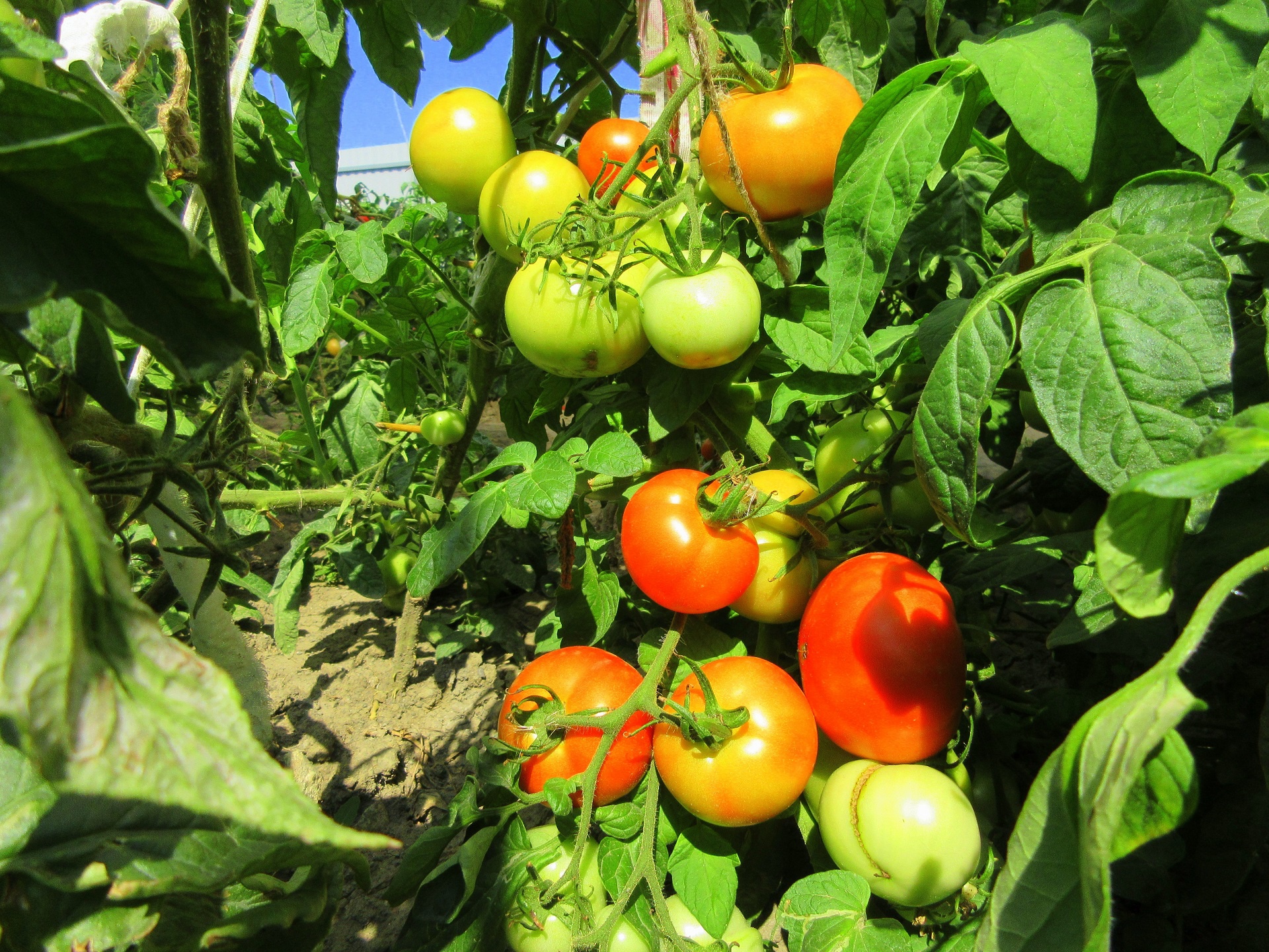 Are fruit tomatoes. Томат обыкновенный. Плод томата. Плод томата обыкновенного. Томаты на грядке.