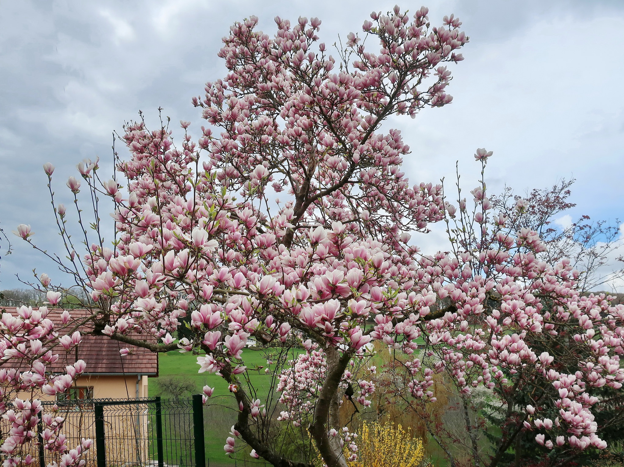 Магнолия дерево фото. Магнолия дерево (Magnolia Tree). Магнолия виргинская куст. Камелия Суланжа. Магнолия дерево высота.