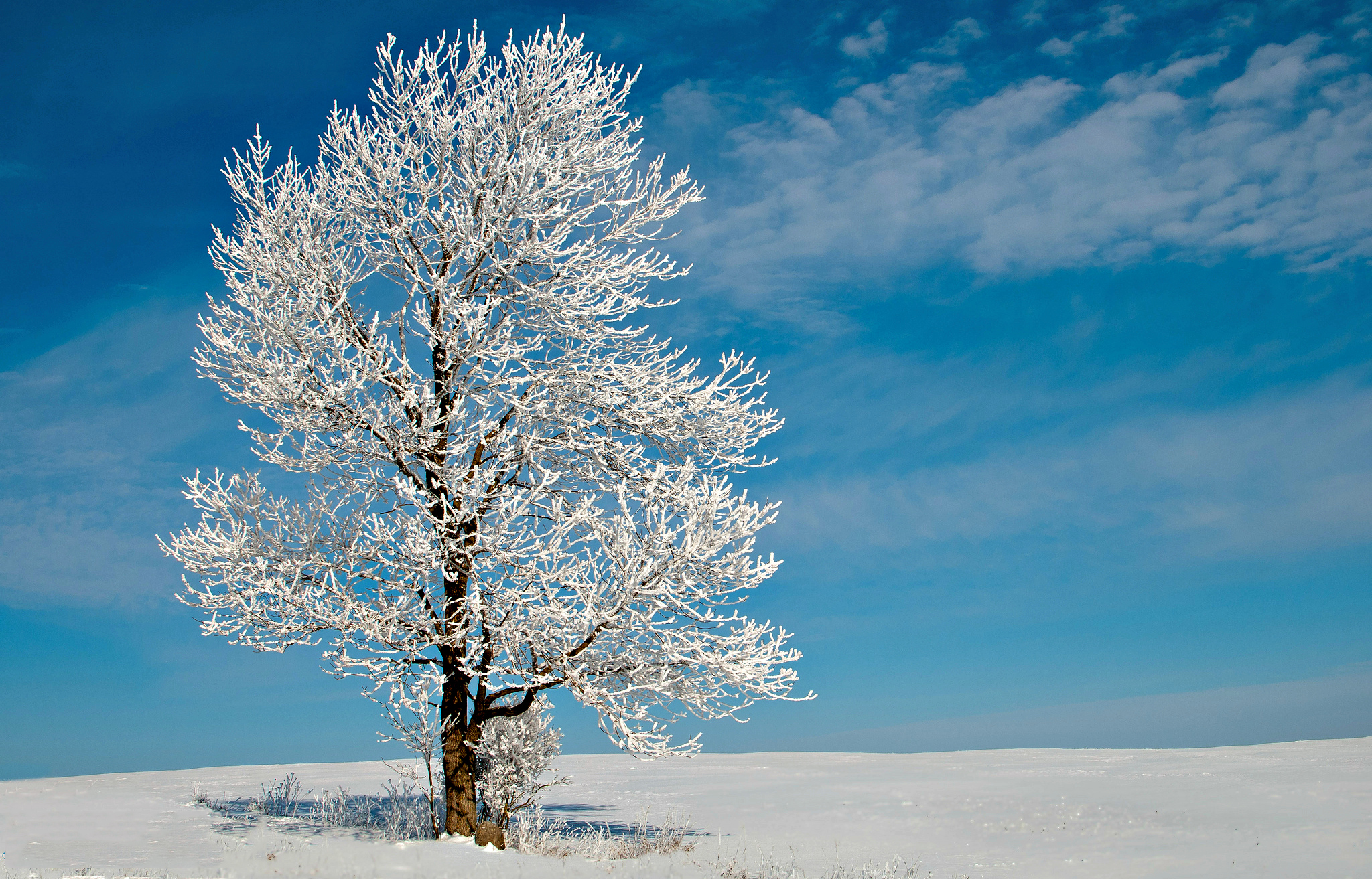 Зима красивые деревья. Деревья в снегу. Зимнее дерево. Заснеженные деревья. Иней на деревьях.