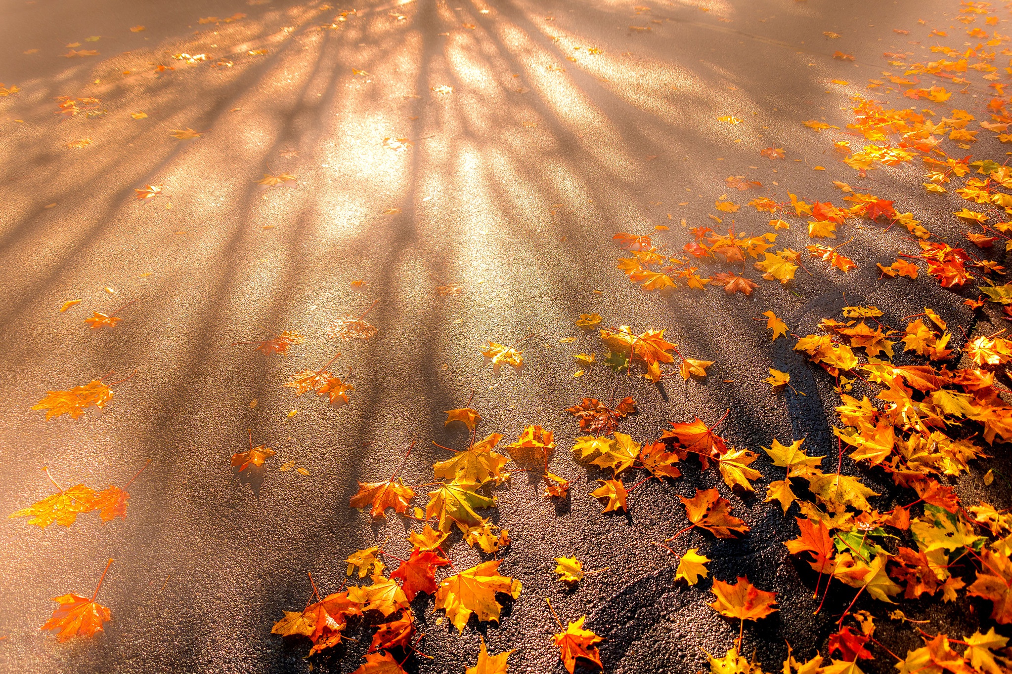 Осенний день картинки. Листья на асфальте. Осенние листья на дороге. Листья на асфальте осень. Осенняя листва на дороге.