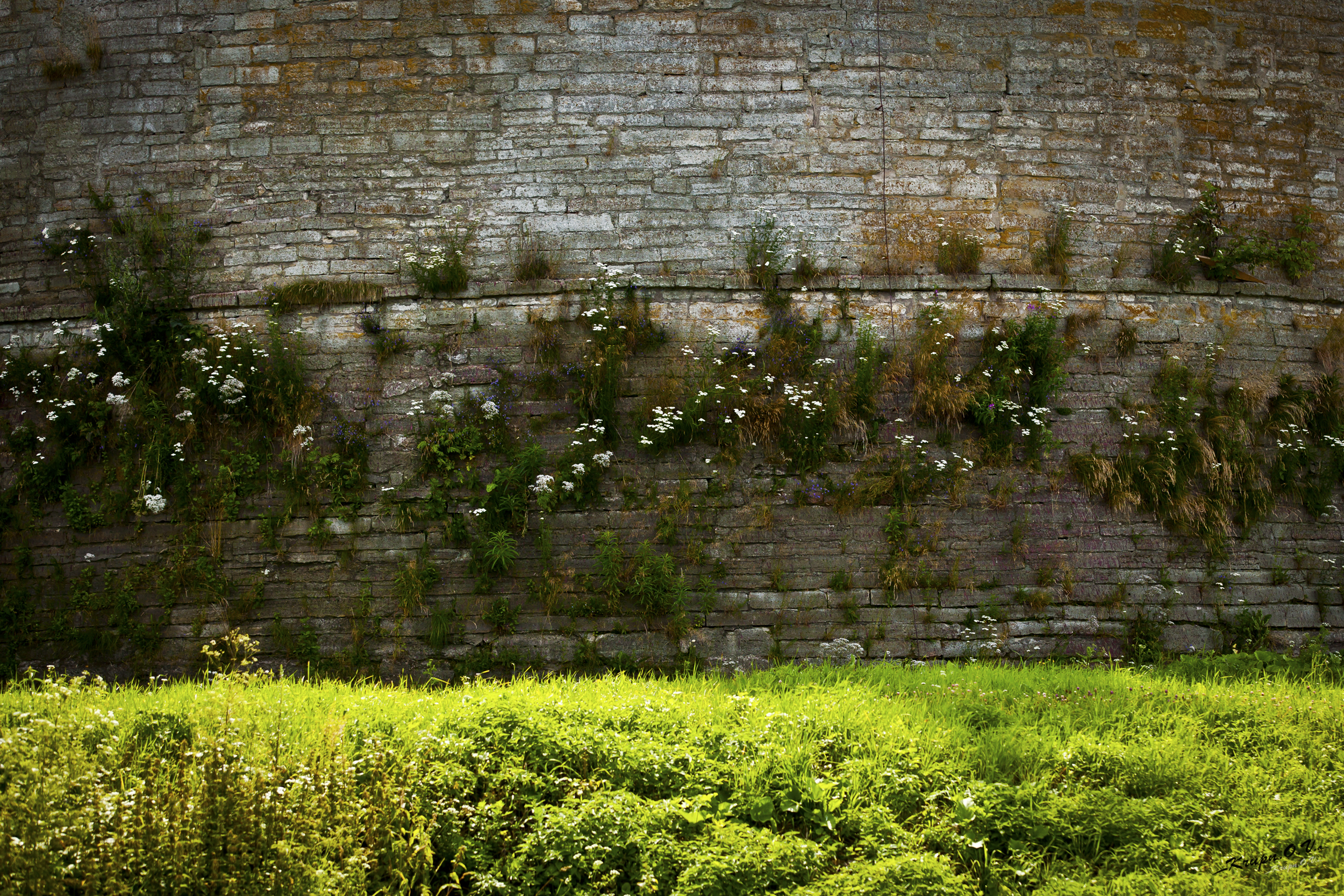 В заросшей плющом каменной. Каменная стена с зеленью. Каменная стена с растениями. Замшелая стена. Каменная стена с травой.