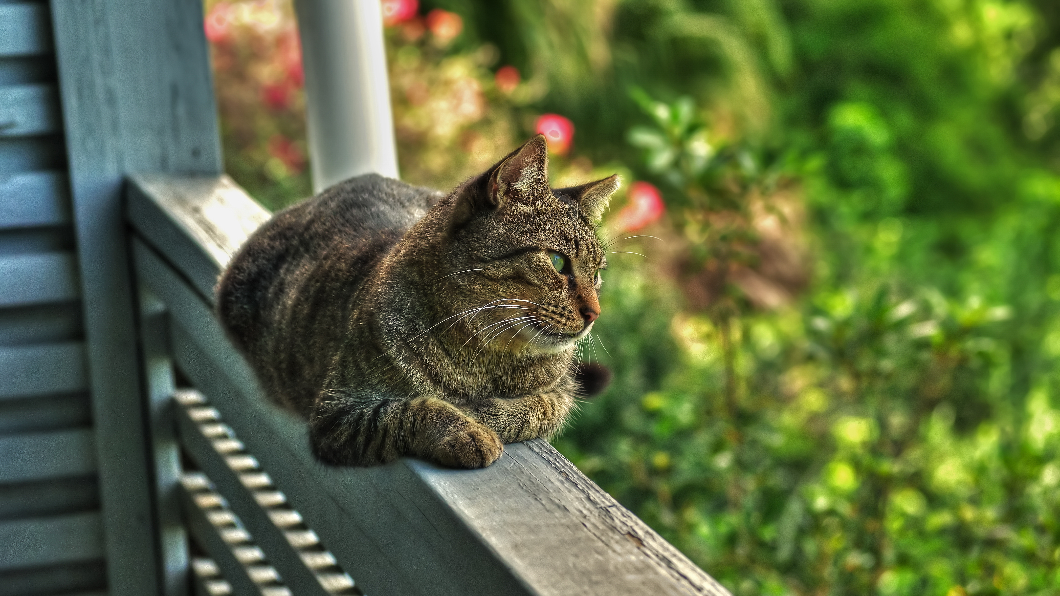 Кошачьи лета. Кот лето. Кот на веранде. Котик на веранде. Летние котики на рабочий стол.